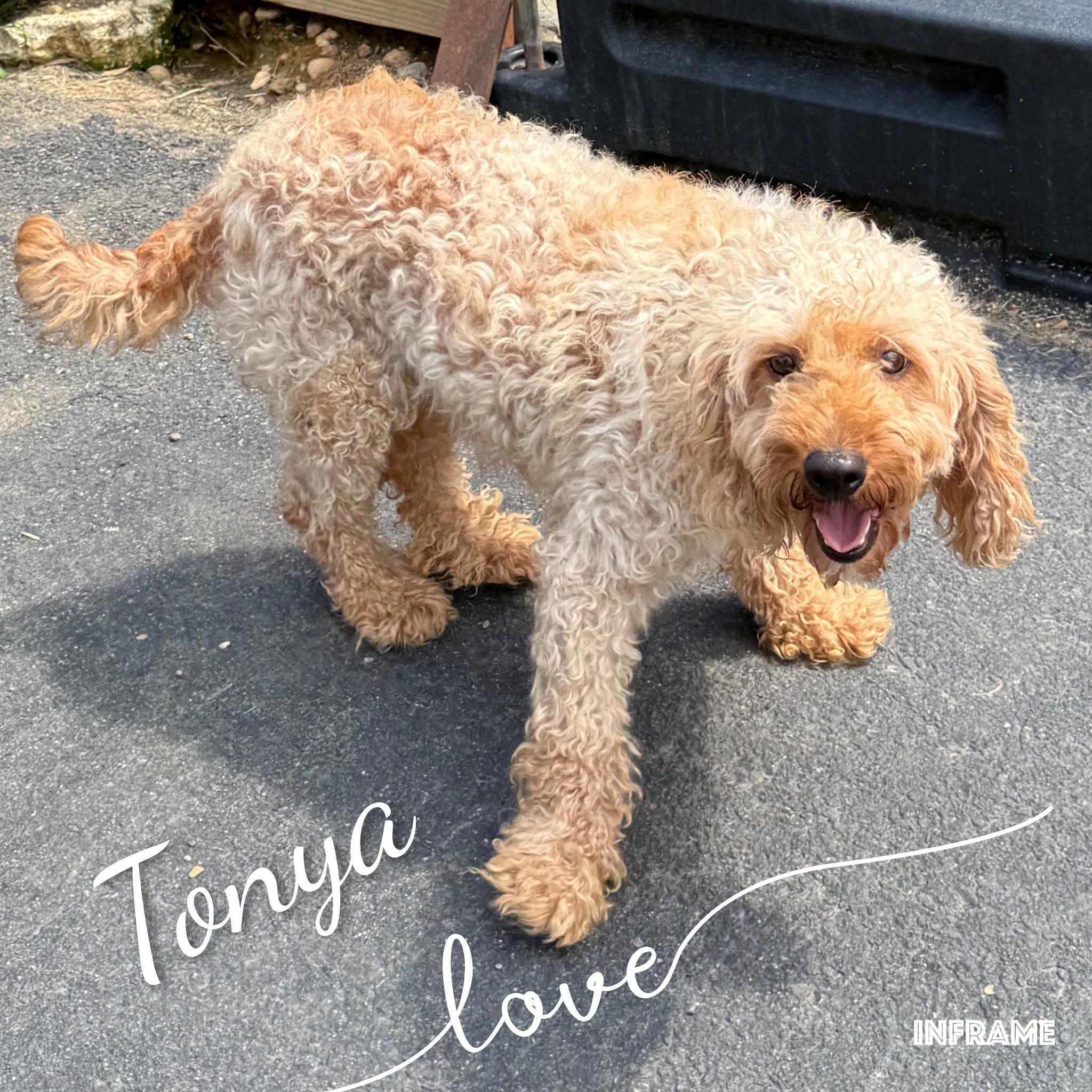 Tonya, an adopted Goldendoodle in Fredericksburg, VA image 5/6