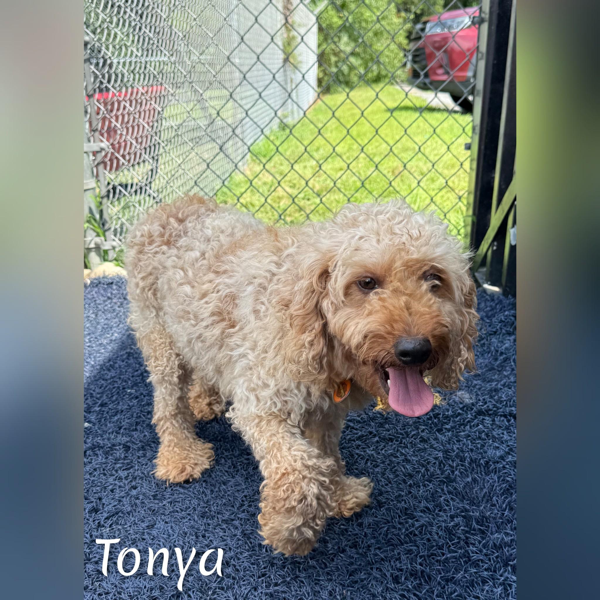 Tonya, an adopted Goldendoodle in Fredericksburg, VA image 4/6