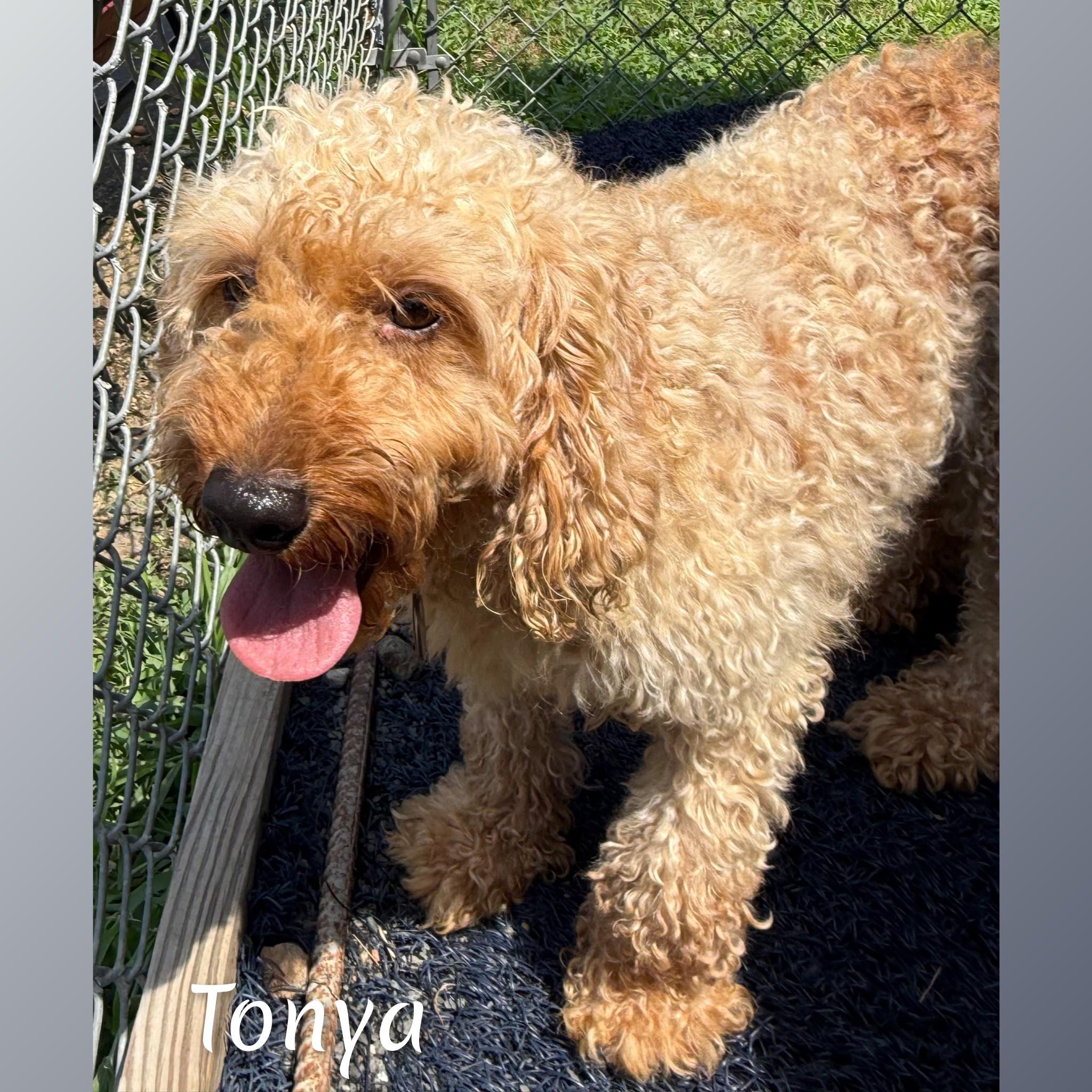 Tonya, adopted, Adult Female Goldendoodle.