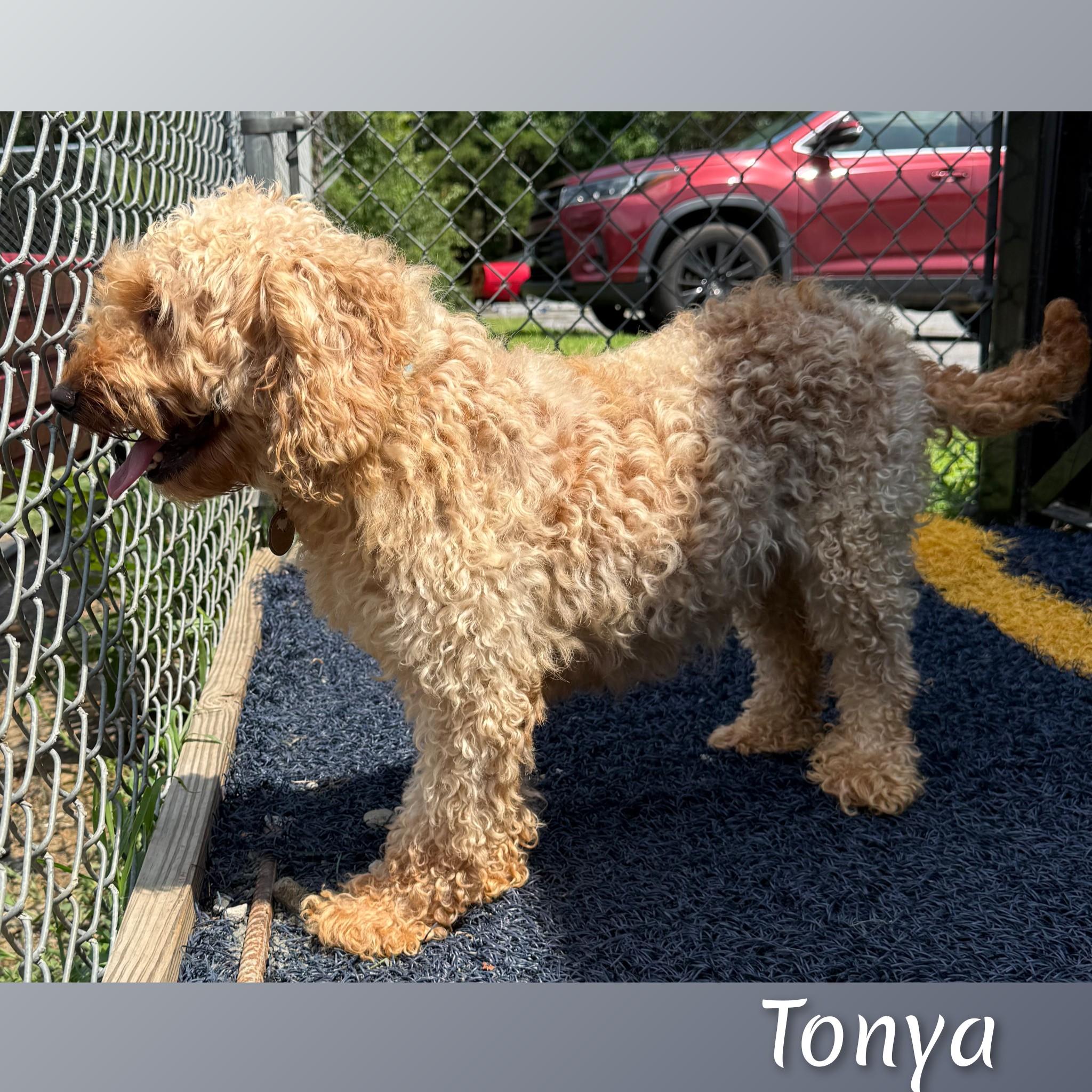 Tonya, an adopted Goldendoodle in Fredericksburg, VA image 3/6