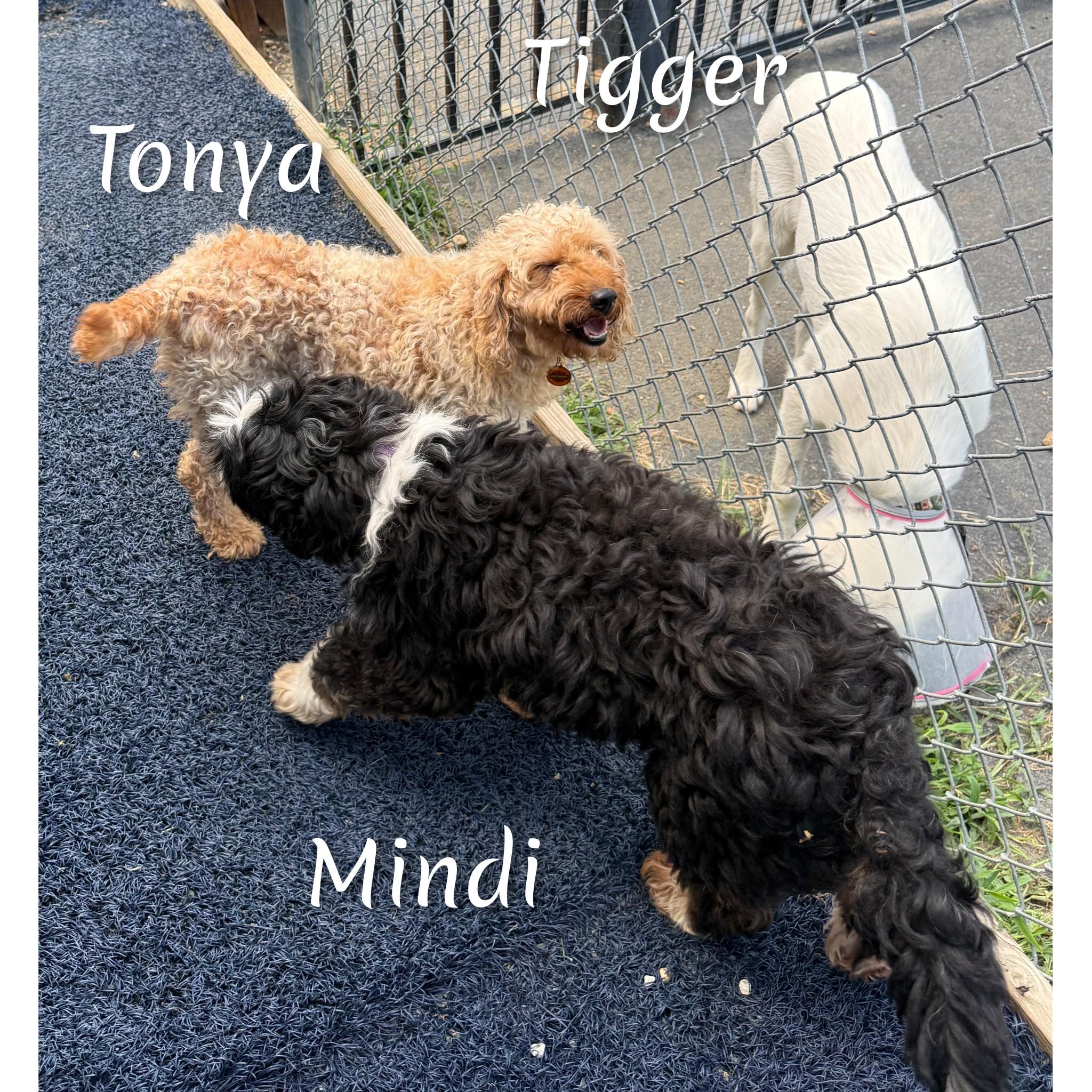Tonya, an adopted Goldendoodle in Fredericksburg, VA image 6/6
