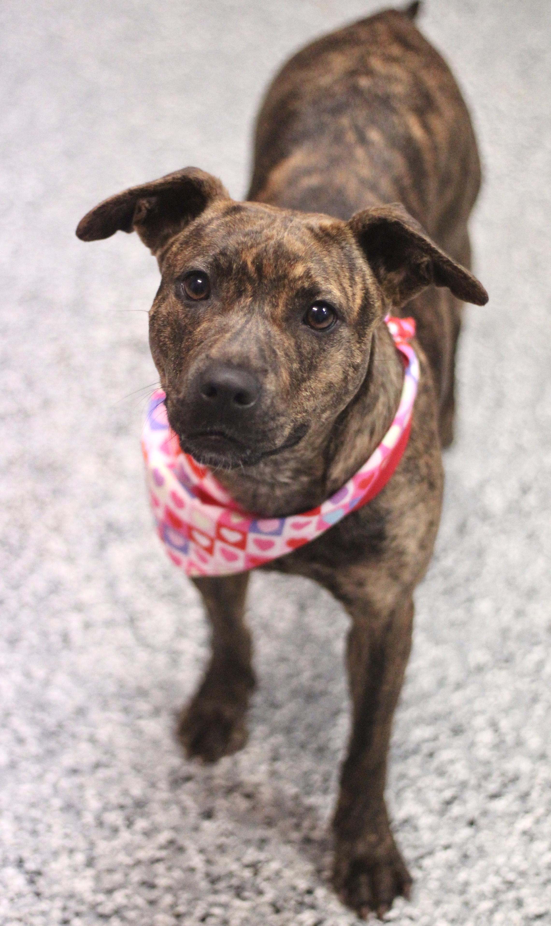 Enlarge Maria Von Trapp in NH! Come Meet our Adoptable Dogs Wednesday-Saturday. More info in Bio!, an adopted mixed breed in Manchester, NH image 2/5