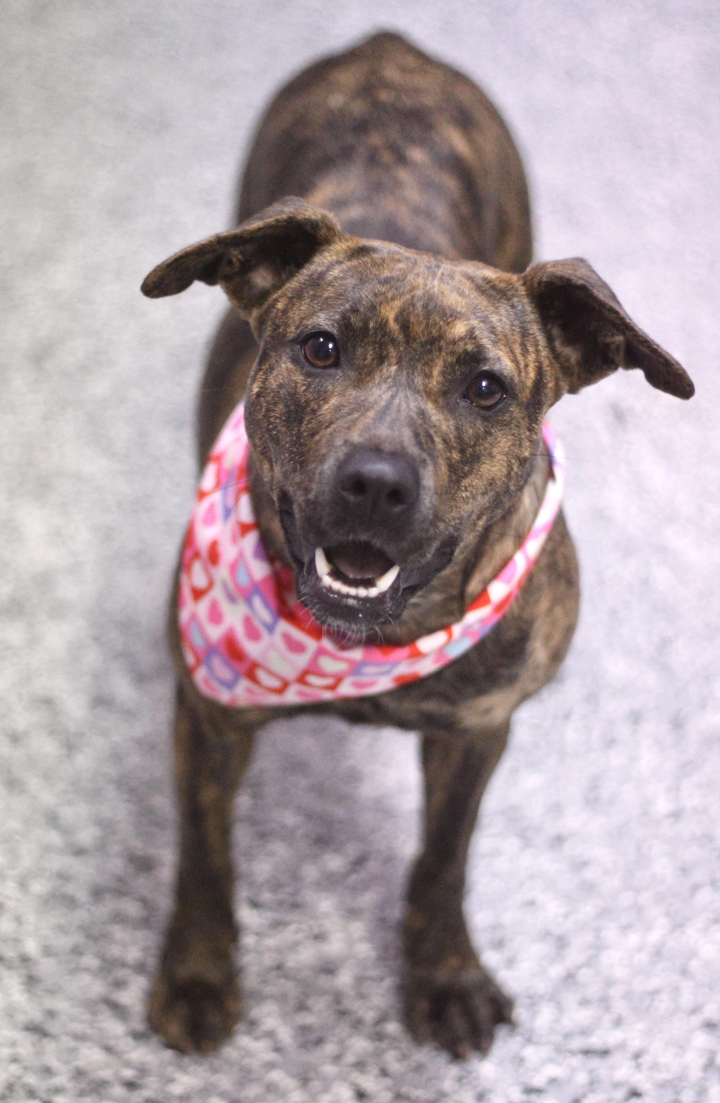 Enlarge Maria Von Trapp in NH! Come Meet our Adoptable Dogs Wednesday-Saturday. More info in Bio!, an adopted mixed breed in Manchester, NH image 5/5