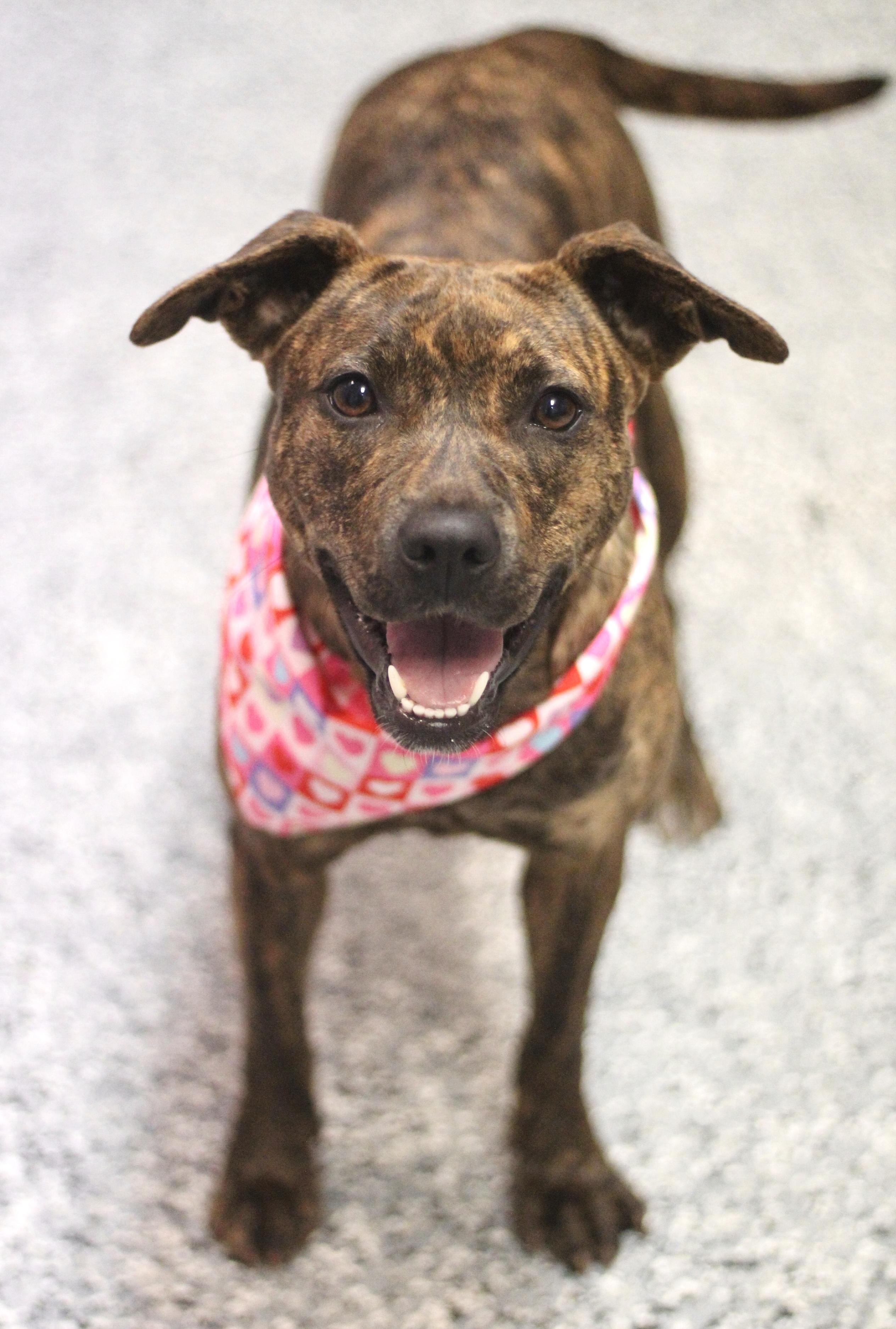 Maria Von Trapp in NH! Come Meet our Adoptable Dogs Wednesday-Saturday. More info in Bio!, ADOPTABLE, Young Female Hound.