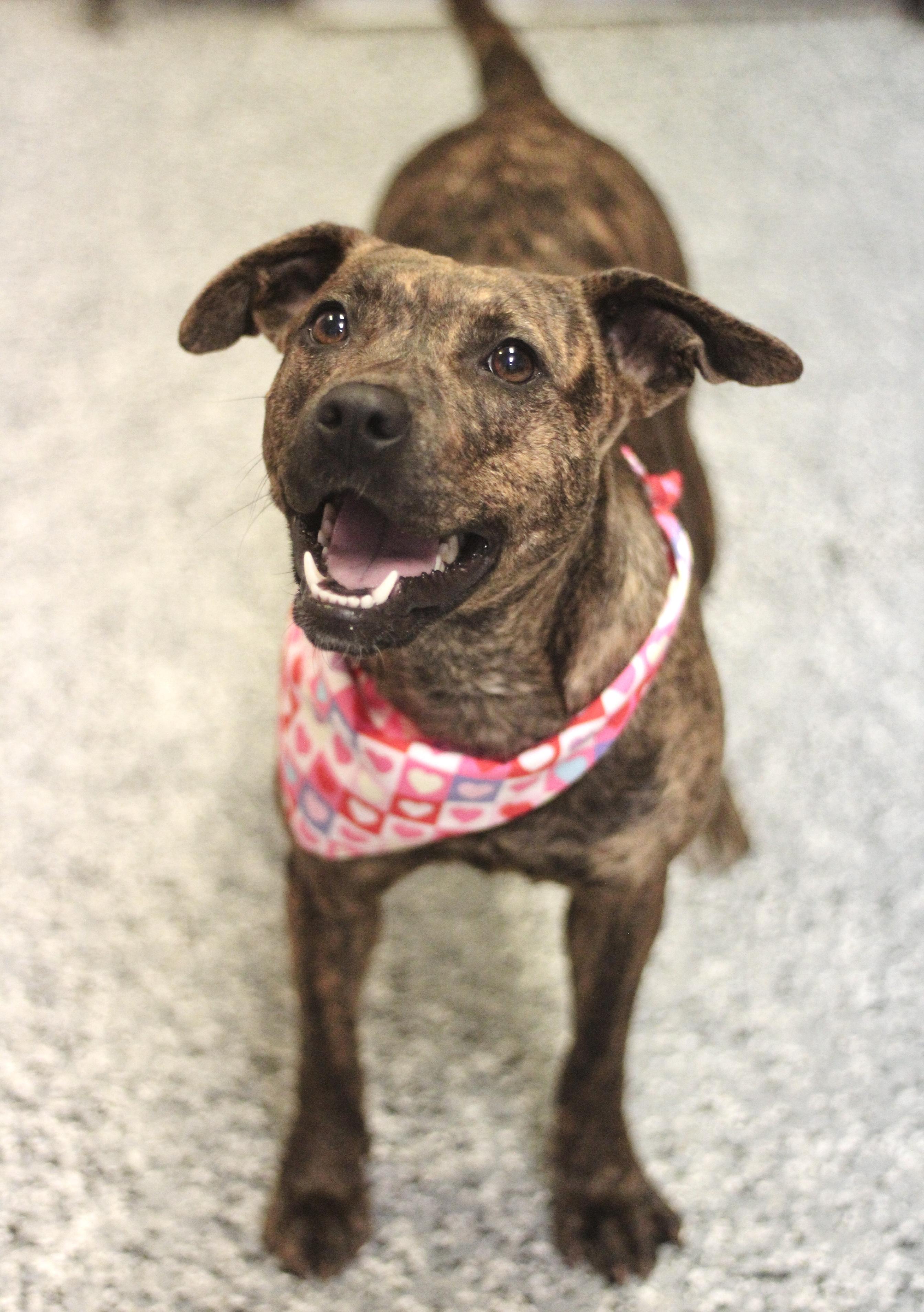 Enlarge Maria Von Trapp in NH! Come Meet our Adoptable Dogs Wednesday-Saturday. More info in Bio!, an adopted mixed breed in Manchester, NH image 4/5