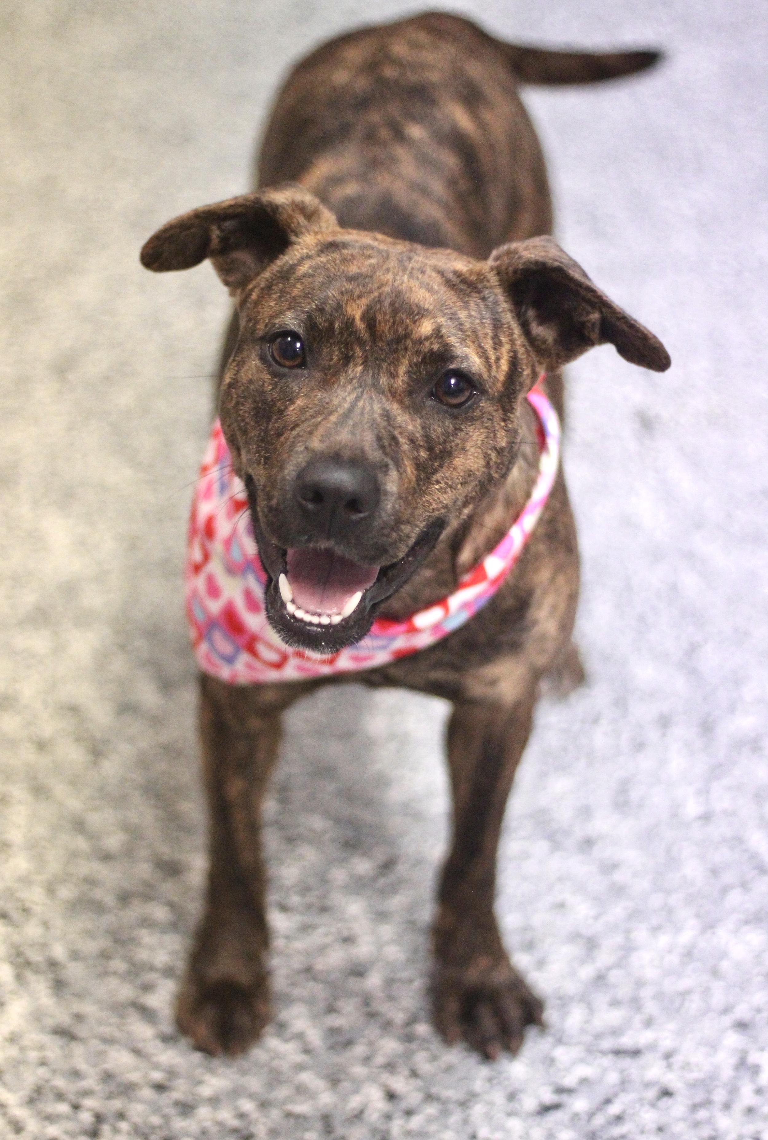 Enlarge Maria Von Trapp in NH! Come Meet our Adoptable Dogs Wednesday-Saturday. More info in Bio!, an adopted mixed breed in Manchester, NH image 3/5