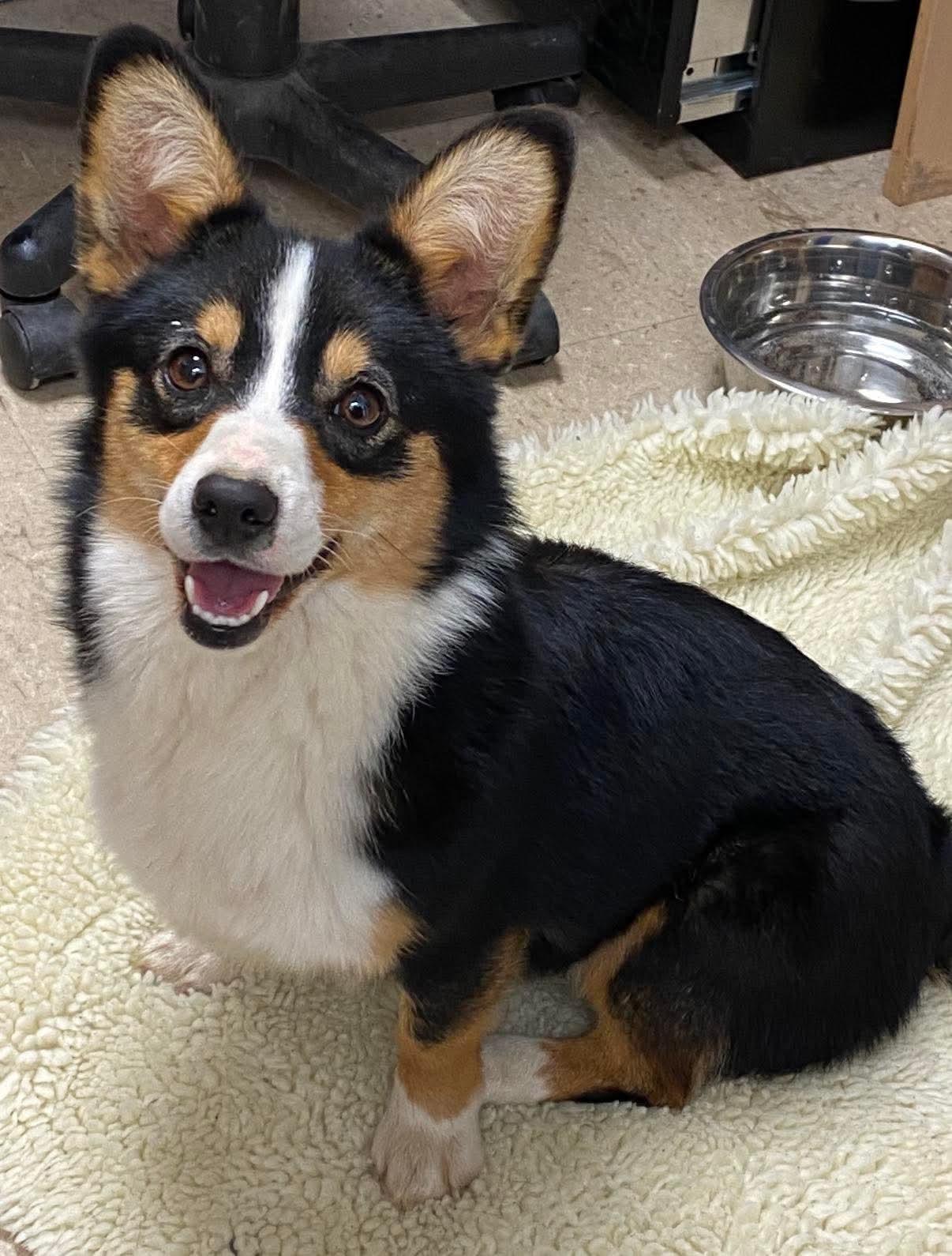 Clover, Adoptable, Adult Female Pembroke Welsh Corgi.