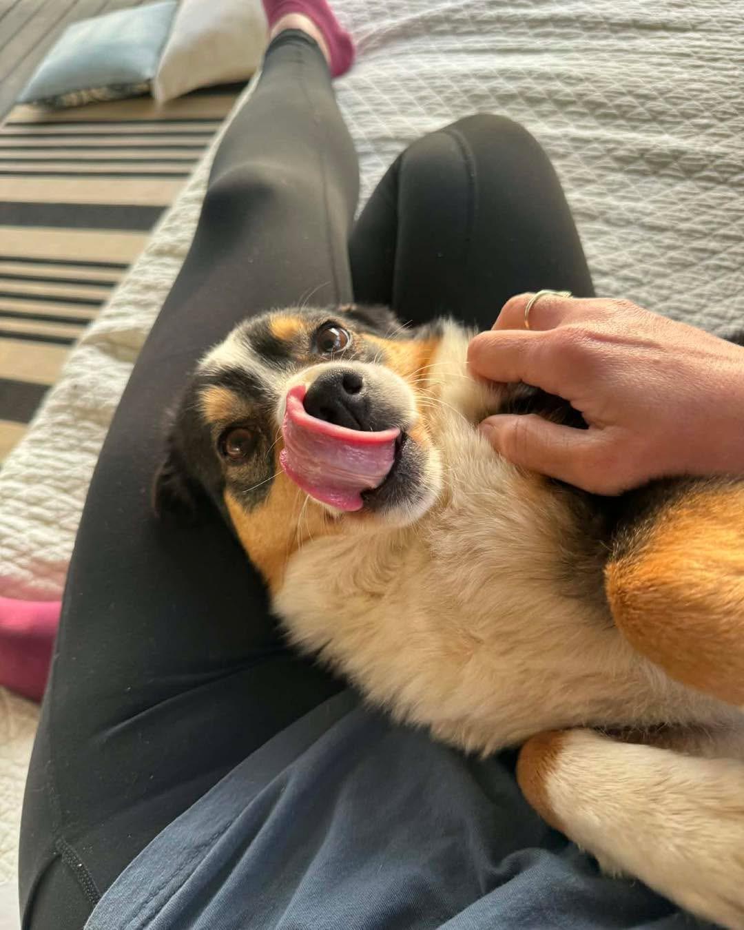 Enlarge Clover, a Adoptable Pembroke Welsh Corgi in Richmond, KY image 2/4