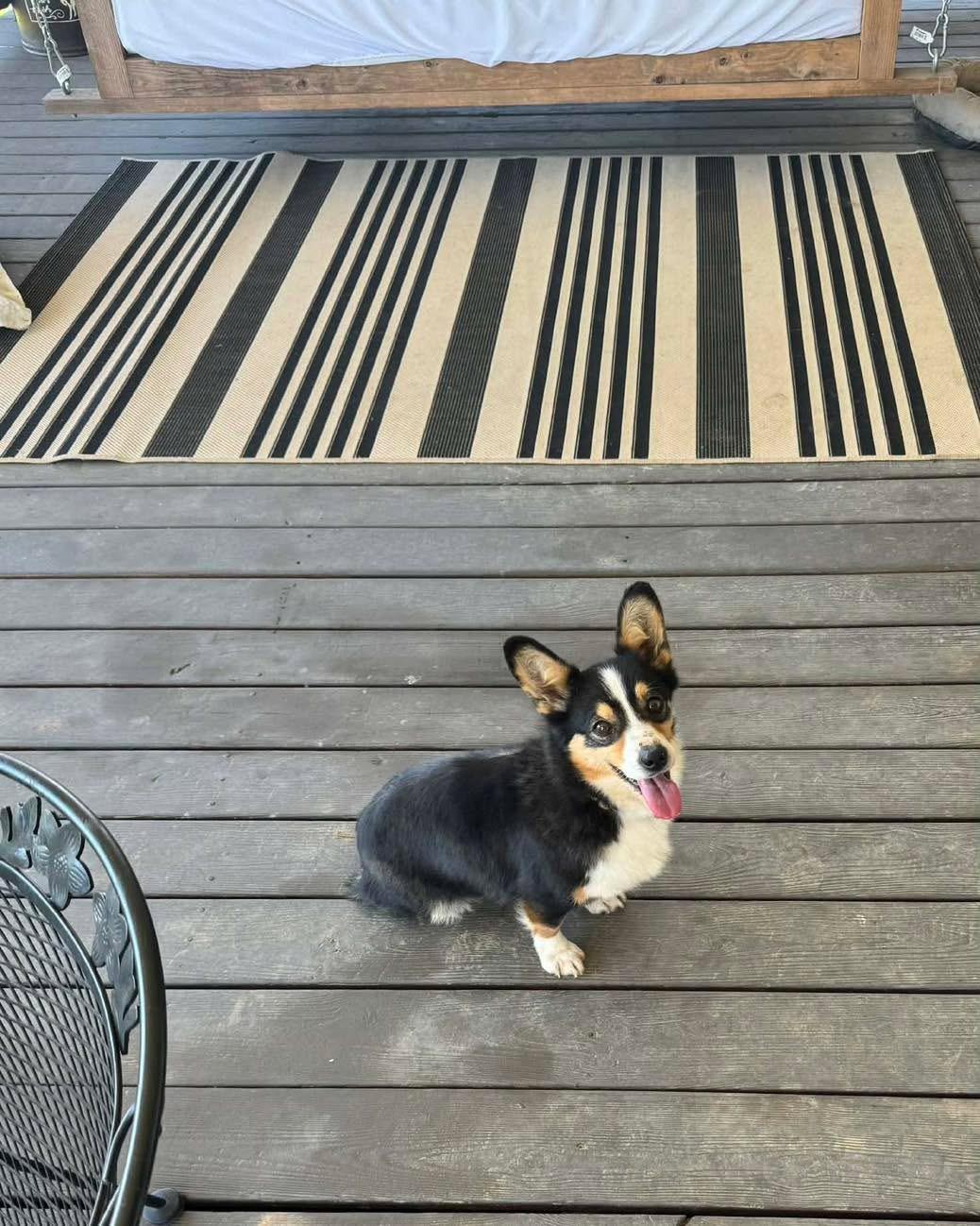 Enlarge Clover, a Adoptable Pembroke Welsh Corgi in Richmond, KY image 3/4