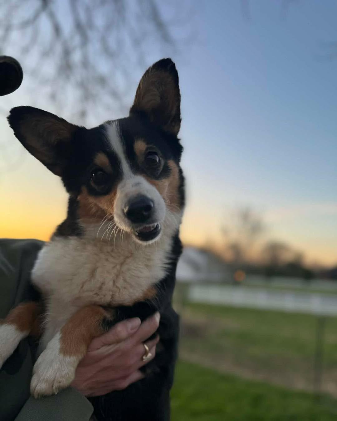 Enlarge Clover, a Adoptable Pembroke Welsh Corgi in Richmond, KY image 4/4