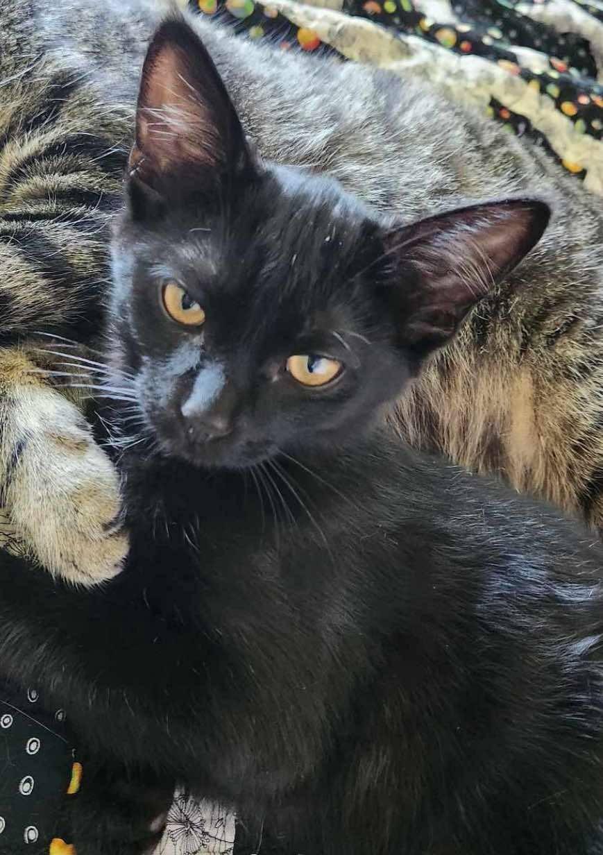 Enlarge Jessy Black, a Adoptable Domestic Short Hair in WOODSTOCK, ON image 1/1