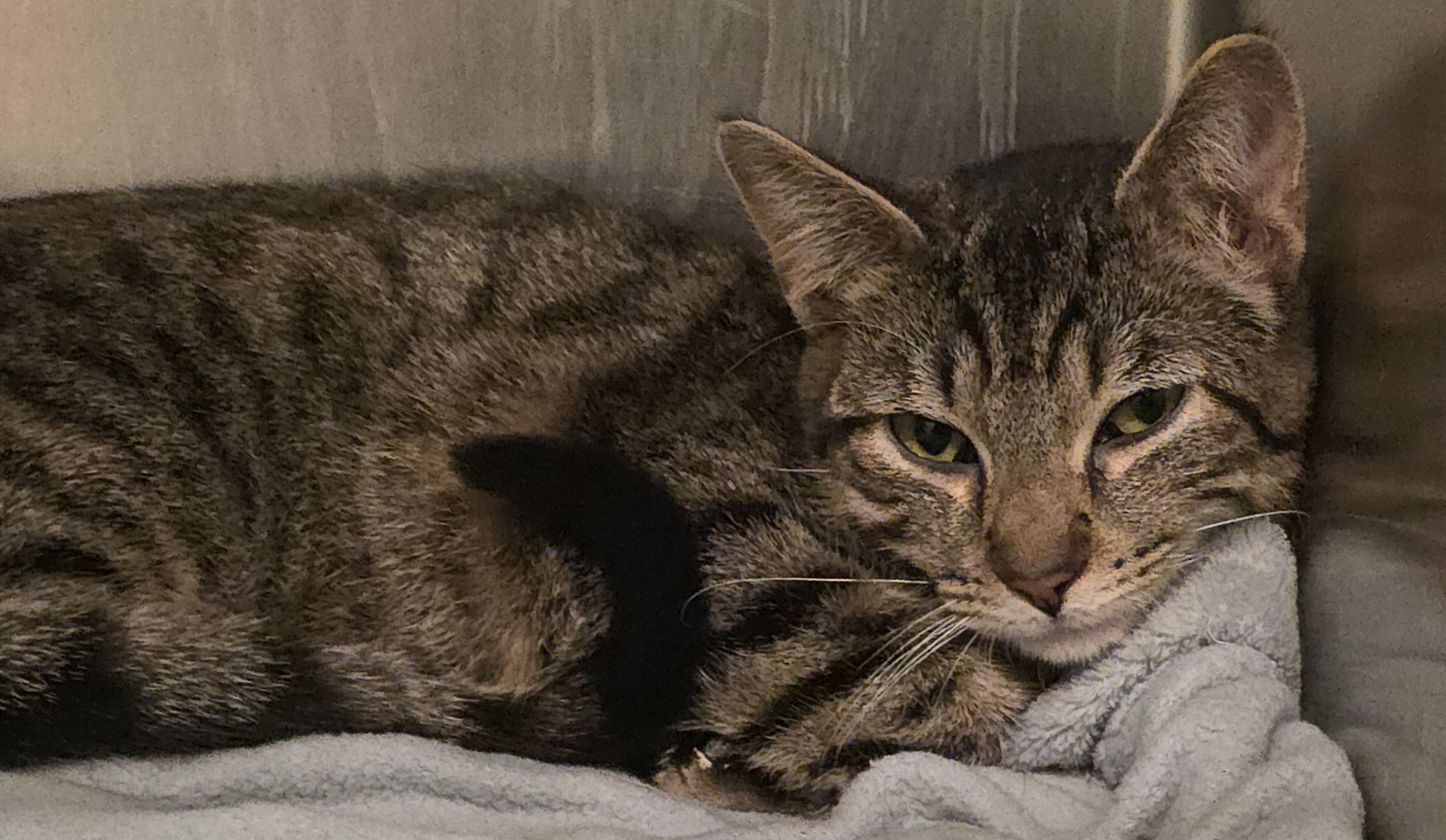 Dylan, ADOPTABLE, Young Male Domestic Short Hair.