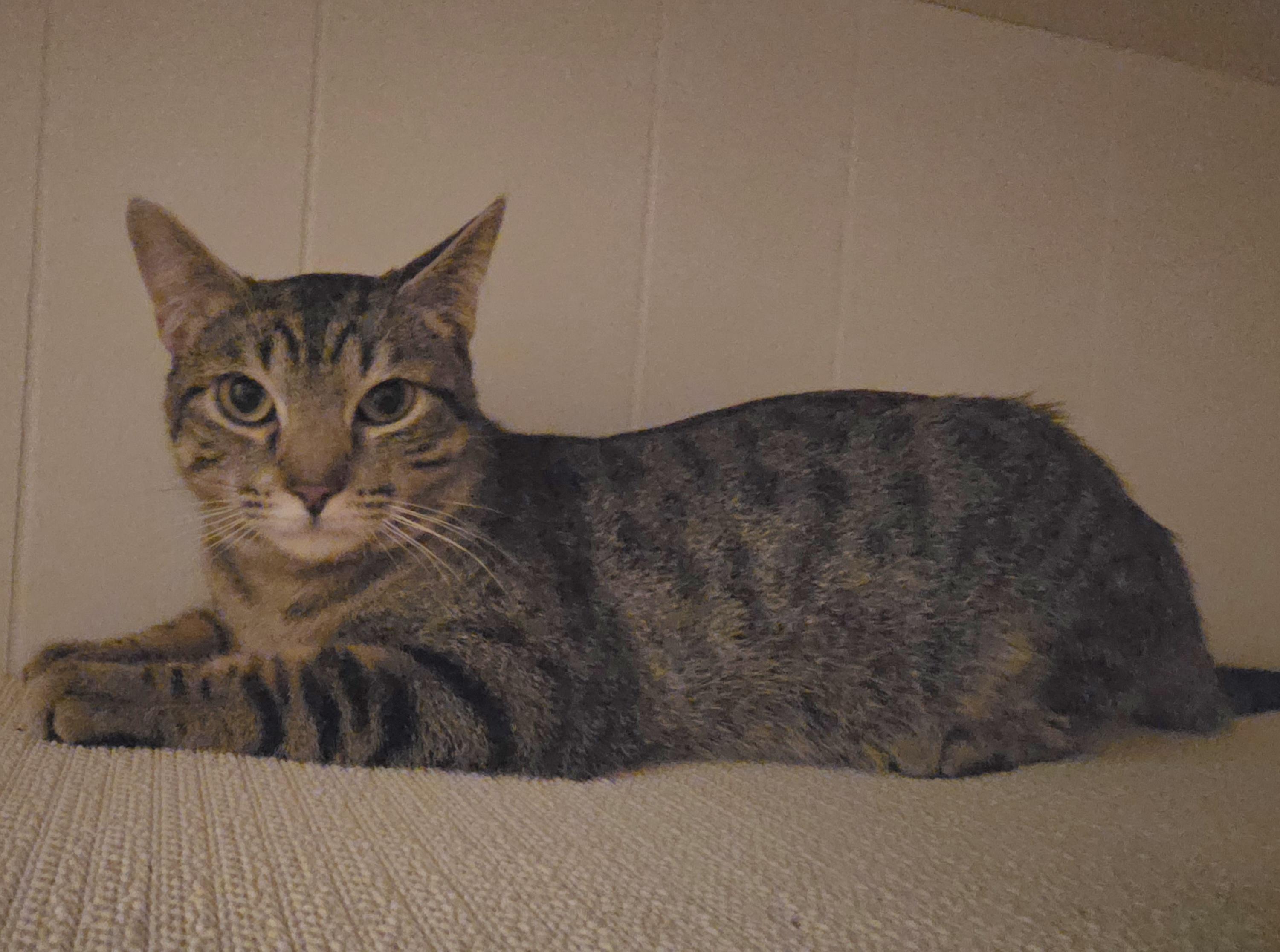 Dylan, ADOPTABLE, Young Male Domestic Short Hair.