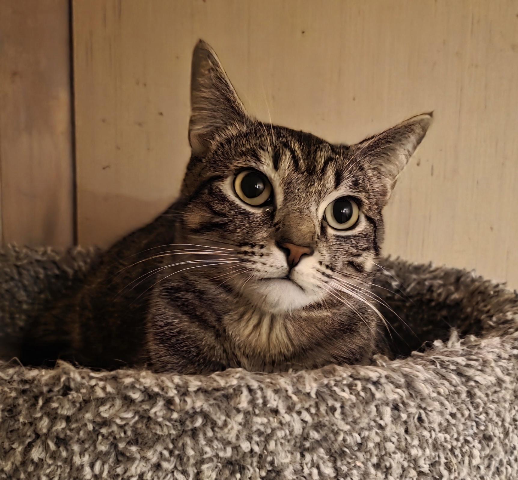 Dylan, ADOPTABLE, Young Male Domestic Short Hair.