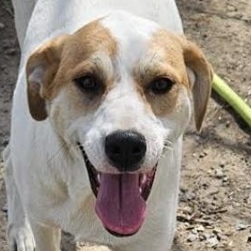 Enlarge Lyra Latte, a Adoptable mixed breed in Woburn, MA image 1/6