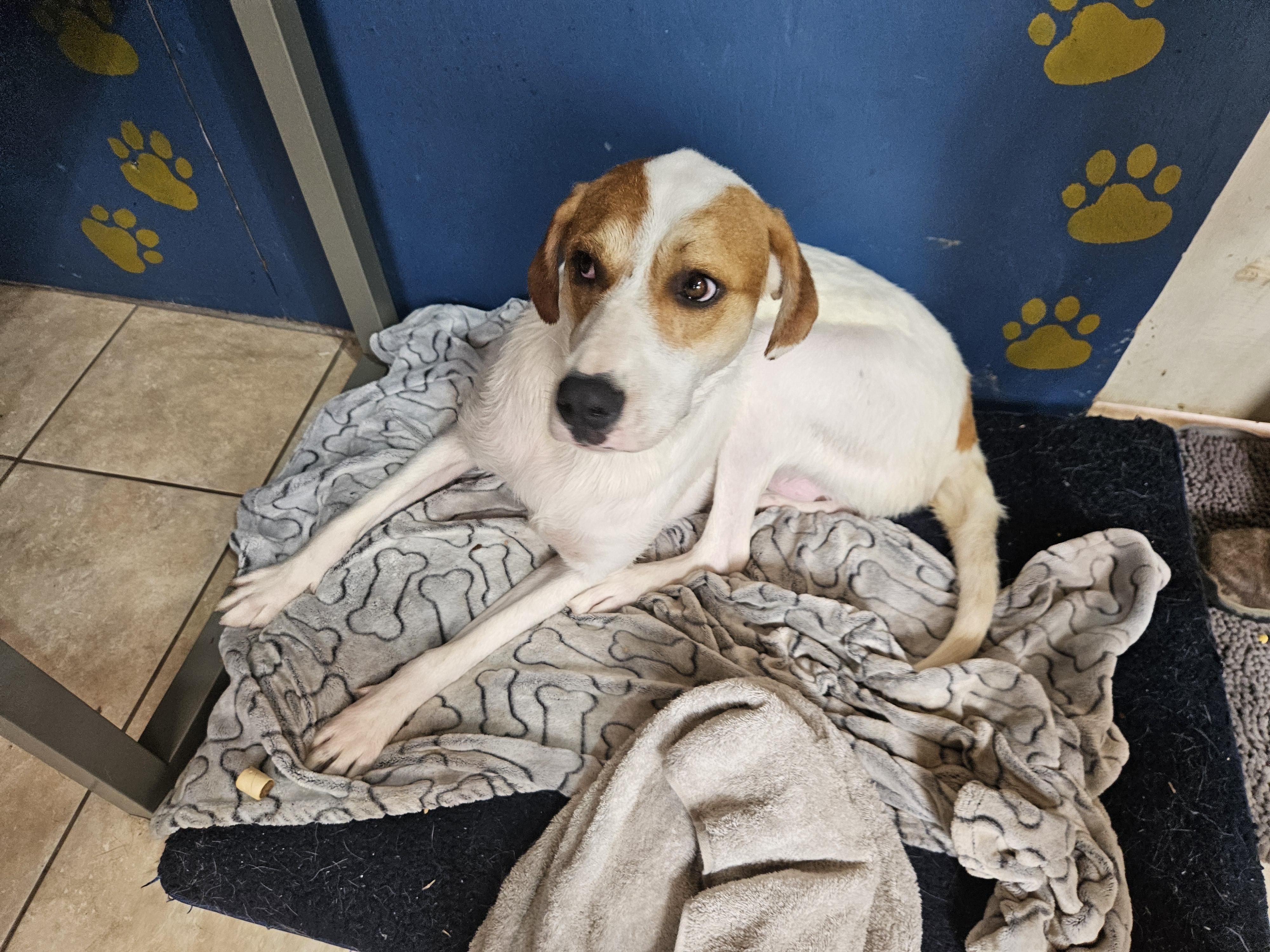 Enlarge Lyra Latte, a Adoptable mixed breed in Woburn, MA image 6/6