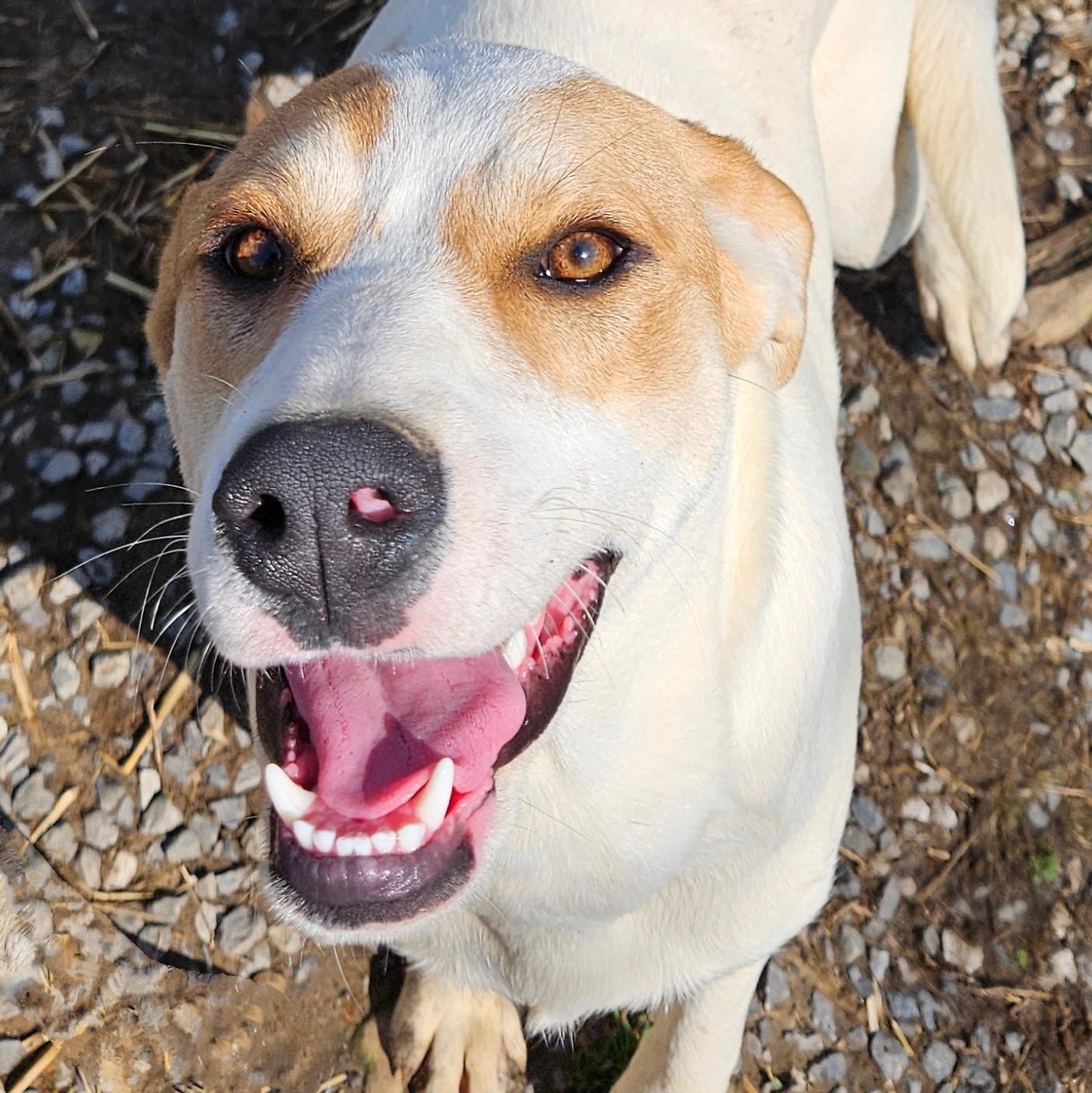 Enlarge Lyra Latte, a Adoptable mixed breed in Woburn, MA image 2/6