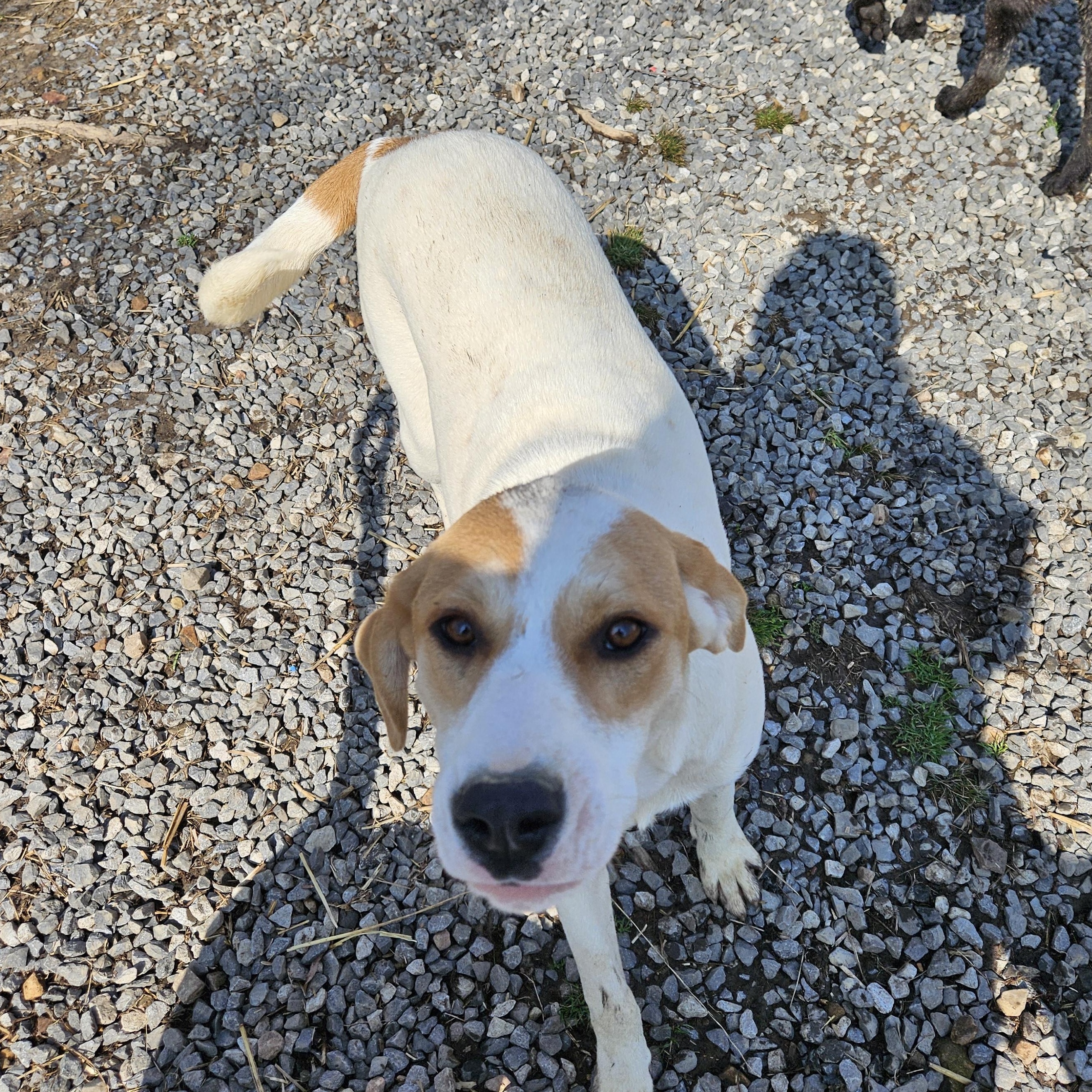 Enlarge Lyra Latte, a Adoptable mixed breed in Woburn, MA image 4/6