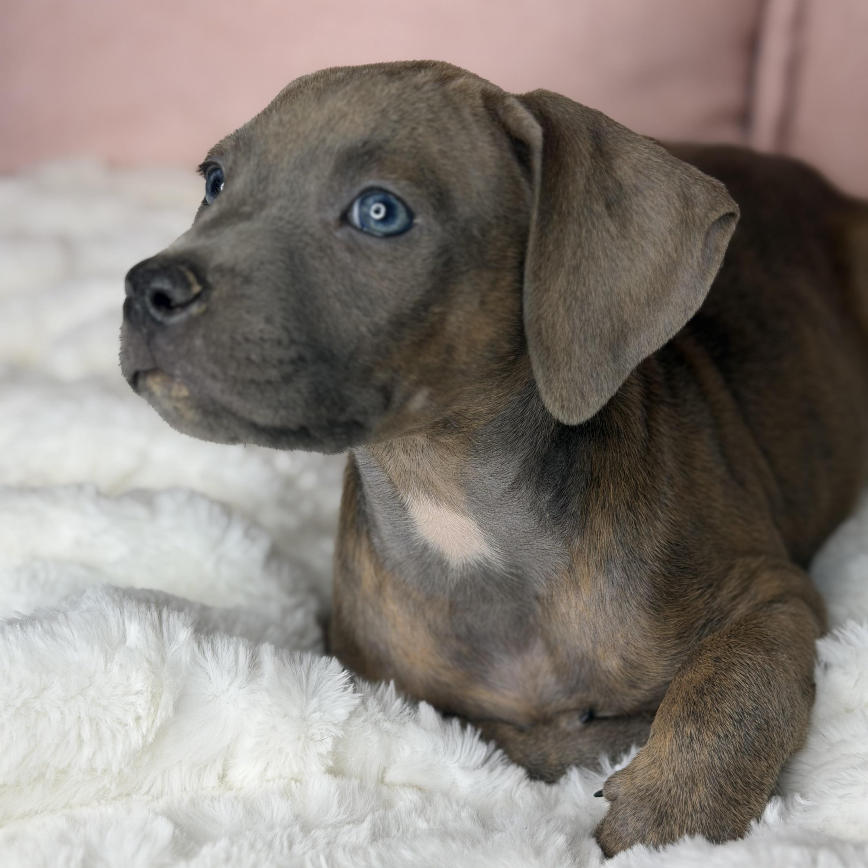 Enlarge Brie, an adopted mixed breed in Roscoe, IL image 5/5