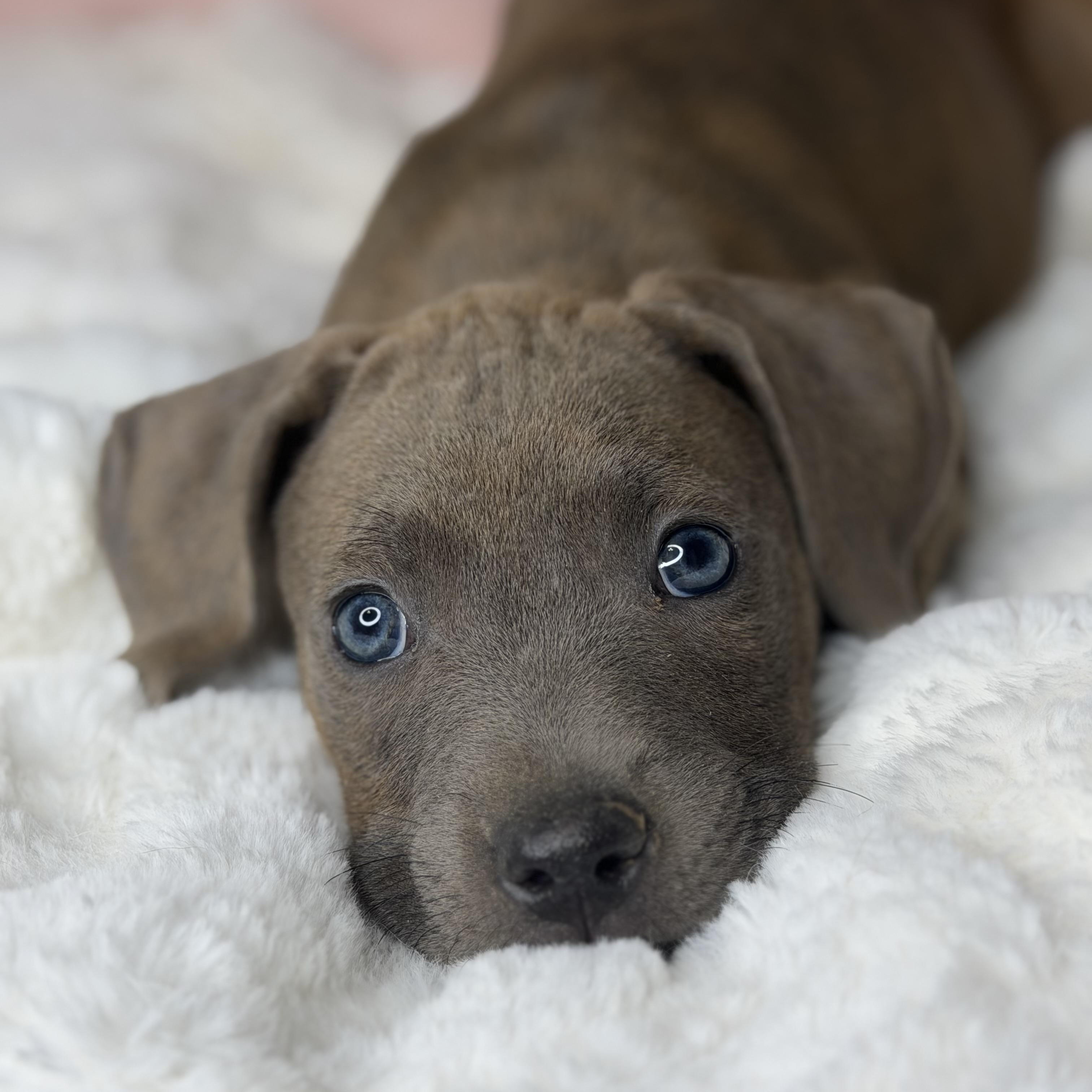 Brie, adopted, Puppy Female Rhodesian Ridgeback & Labrador Retriever.