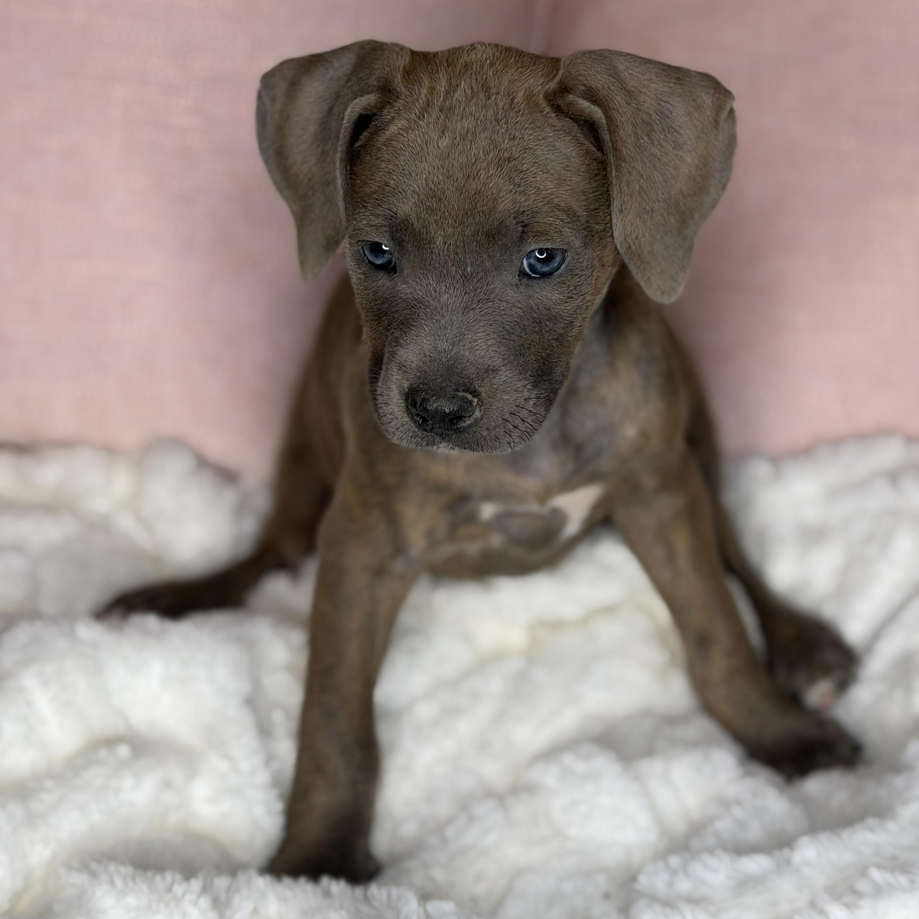 Enlarge Brie, an adopted mixed breed in Roscoe, IL image 4/5