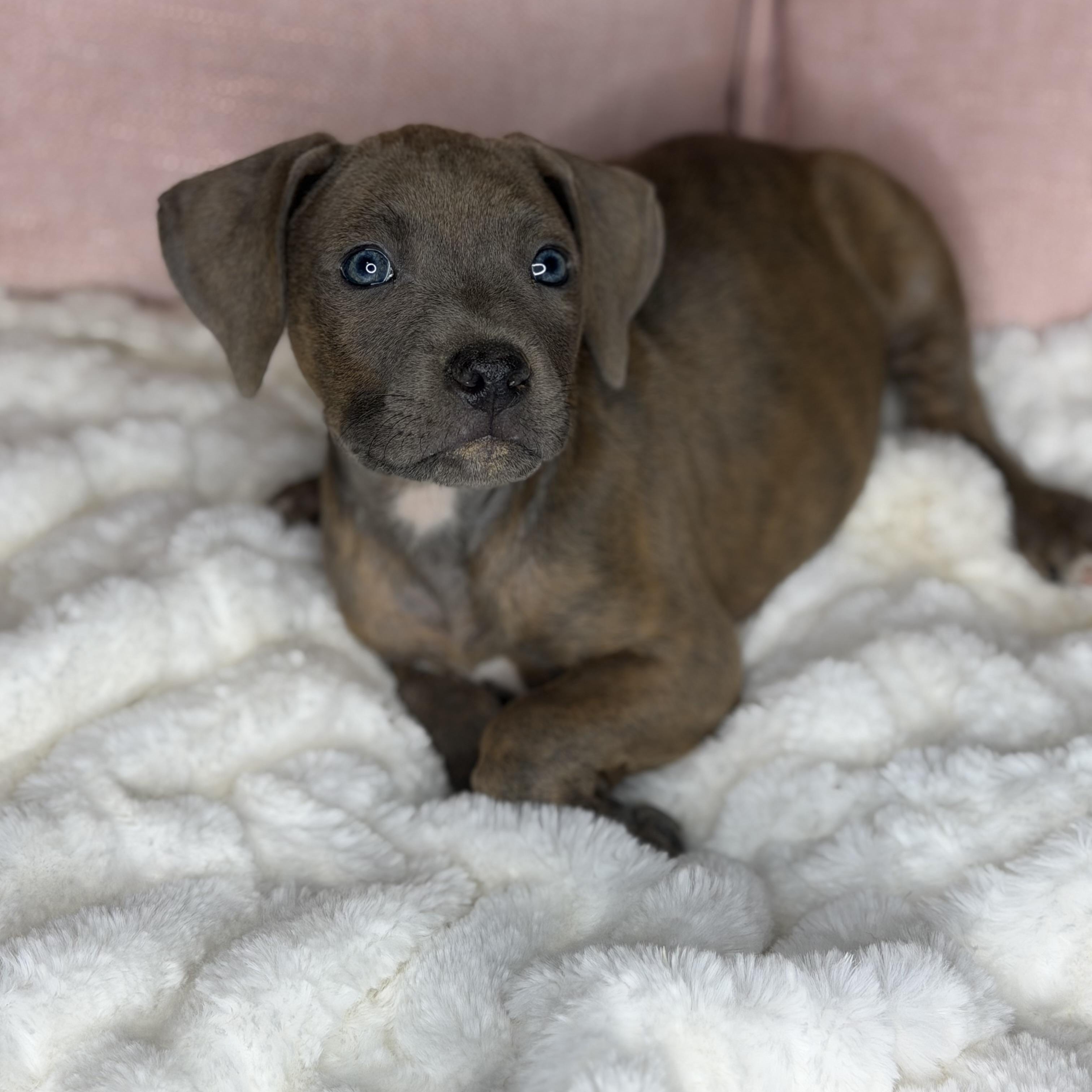 Enlarge Brie, an adopted mixed breed in Roscoe, IL image 2/5