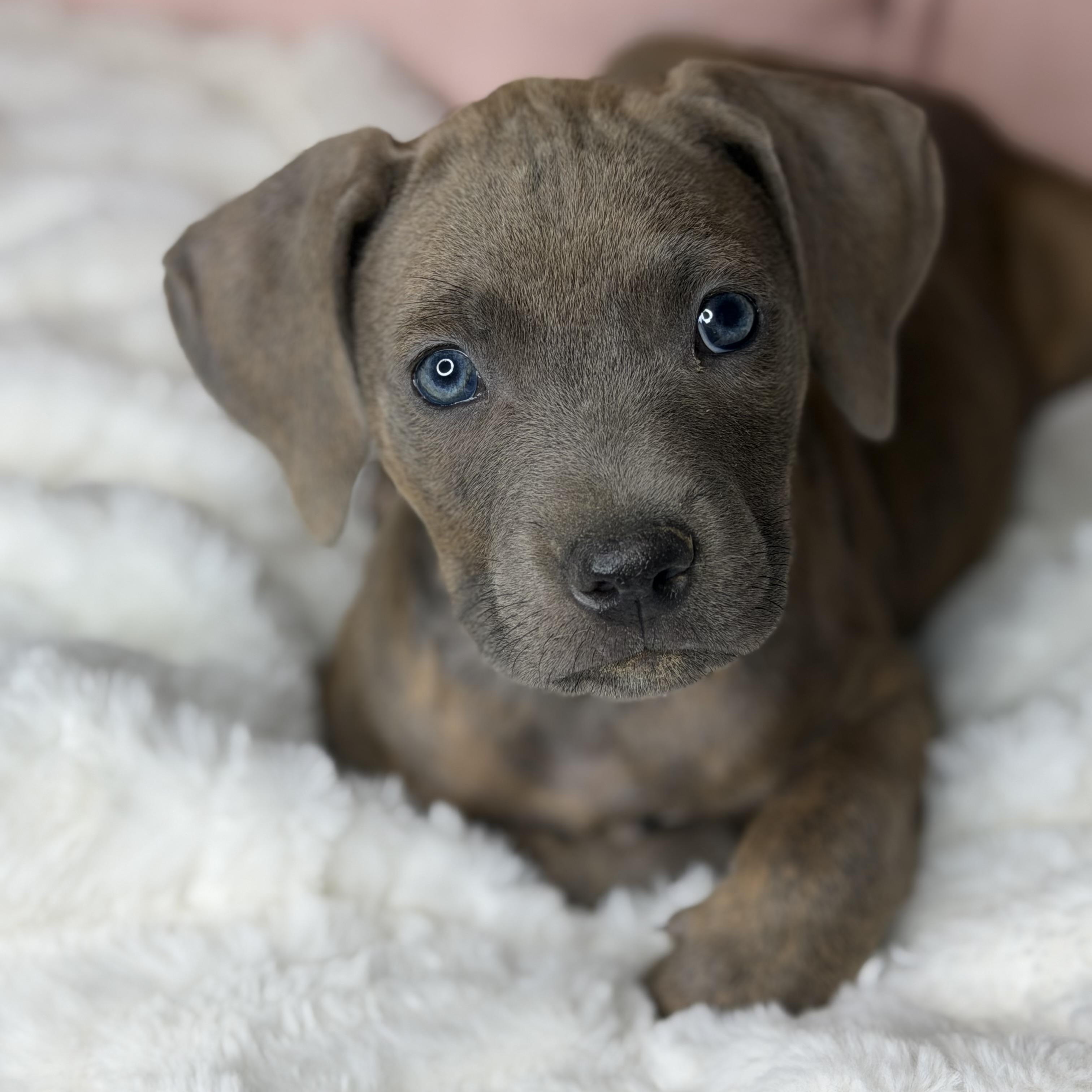 Enlarge Brie, an adopted mixed breed in Roscoe, IL image 3/5