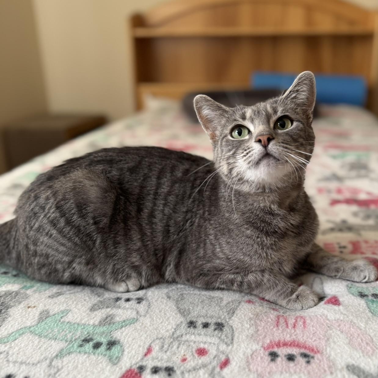 Enlarge SYMPHONY, a Adoptable Domestic Short Hair in East Greenwich, RI image 5/6