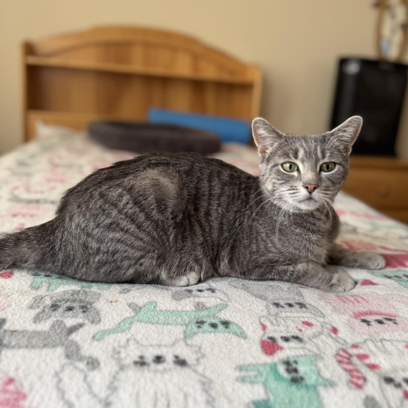 Enlarge SYMPHONY, a Adoptable Domestic Short Hair in East Greenwich, RI image 6/6