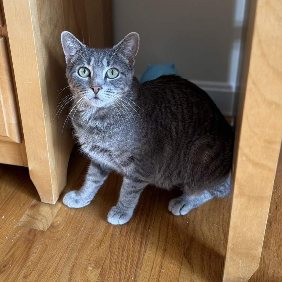 Enlarge SYMPHONY, a Adoptable Domestic Short Hair in East Greenwich, RI image 3/6