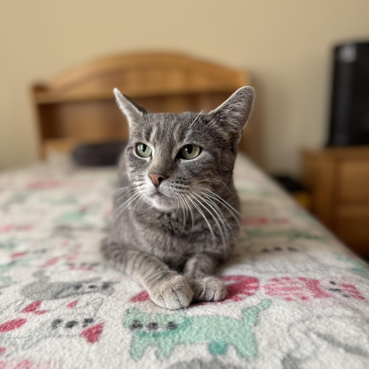 Enlarge SYMPHONY, a Adoptable Domestic Short Hair in East Greenwich, RI image 1/6