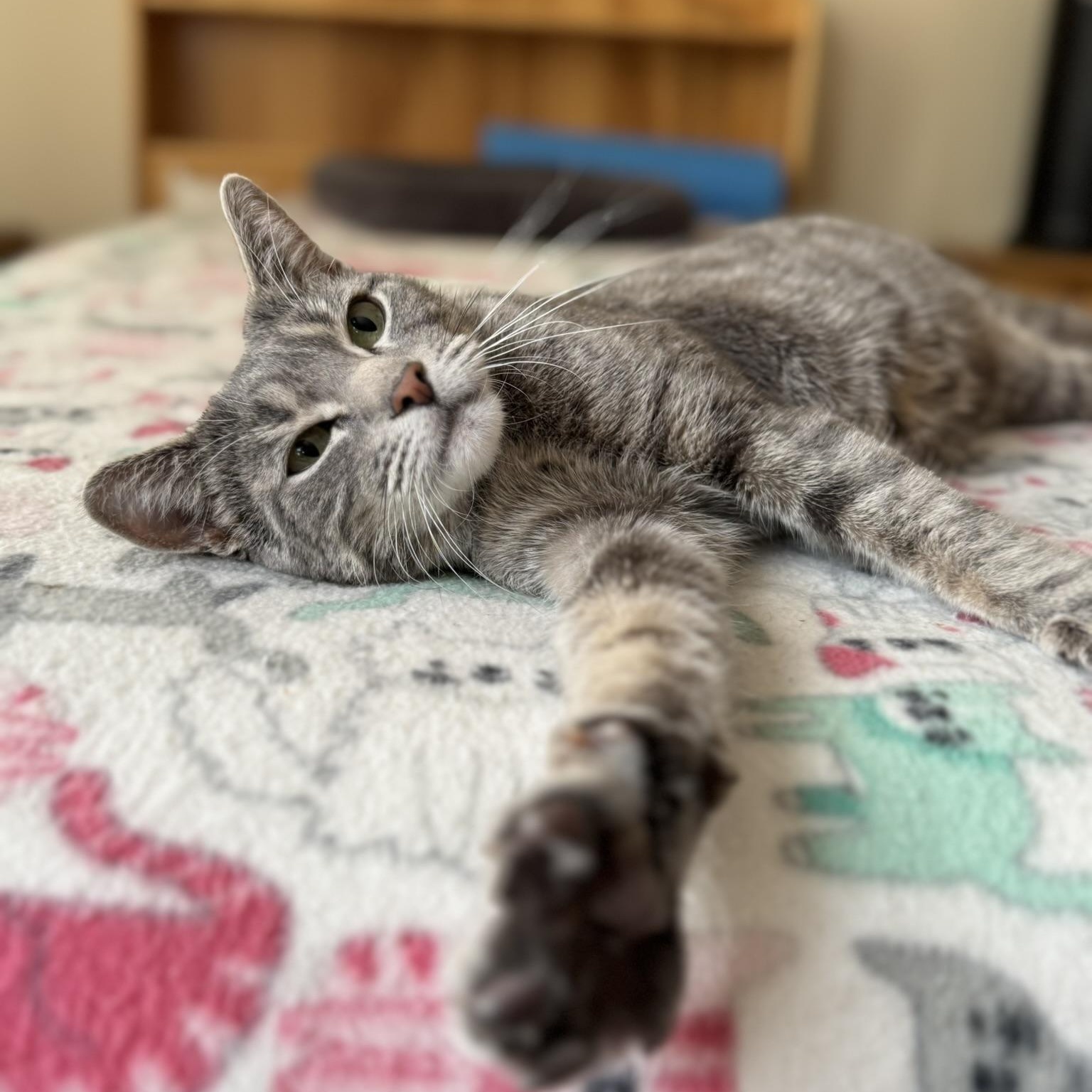 Enlarge SYMPHONY, a Adoptable Domestic Short Hair in East Greenwich, RI image 4/6