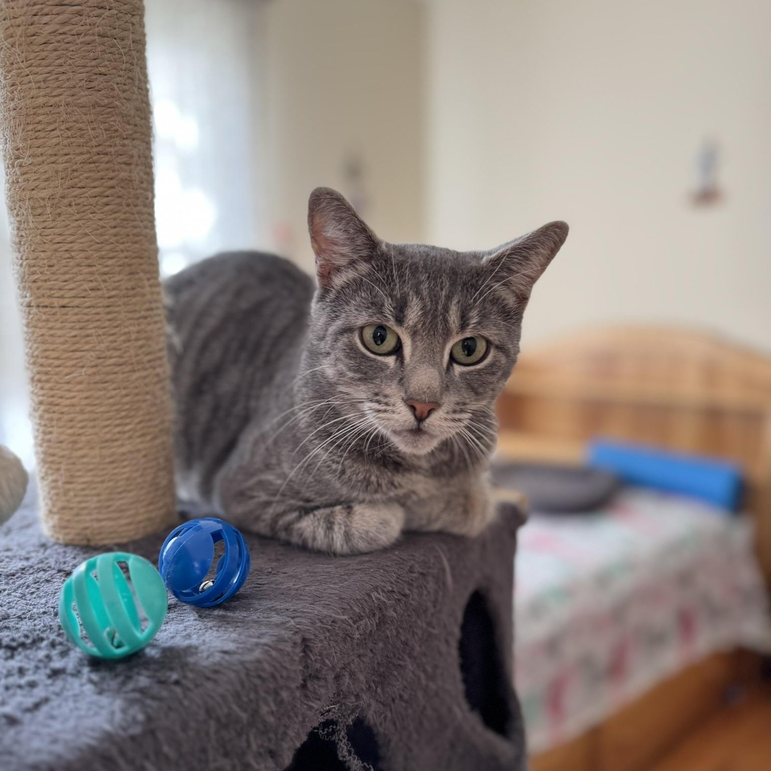 Enlarge SYMPHONY, a Adoptable Domestic Short Hair in East Greenwich, RI image 2/6