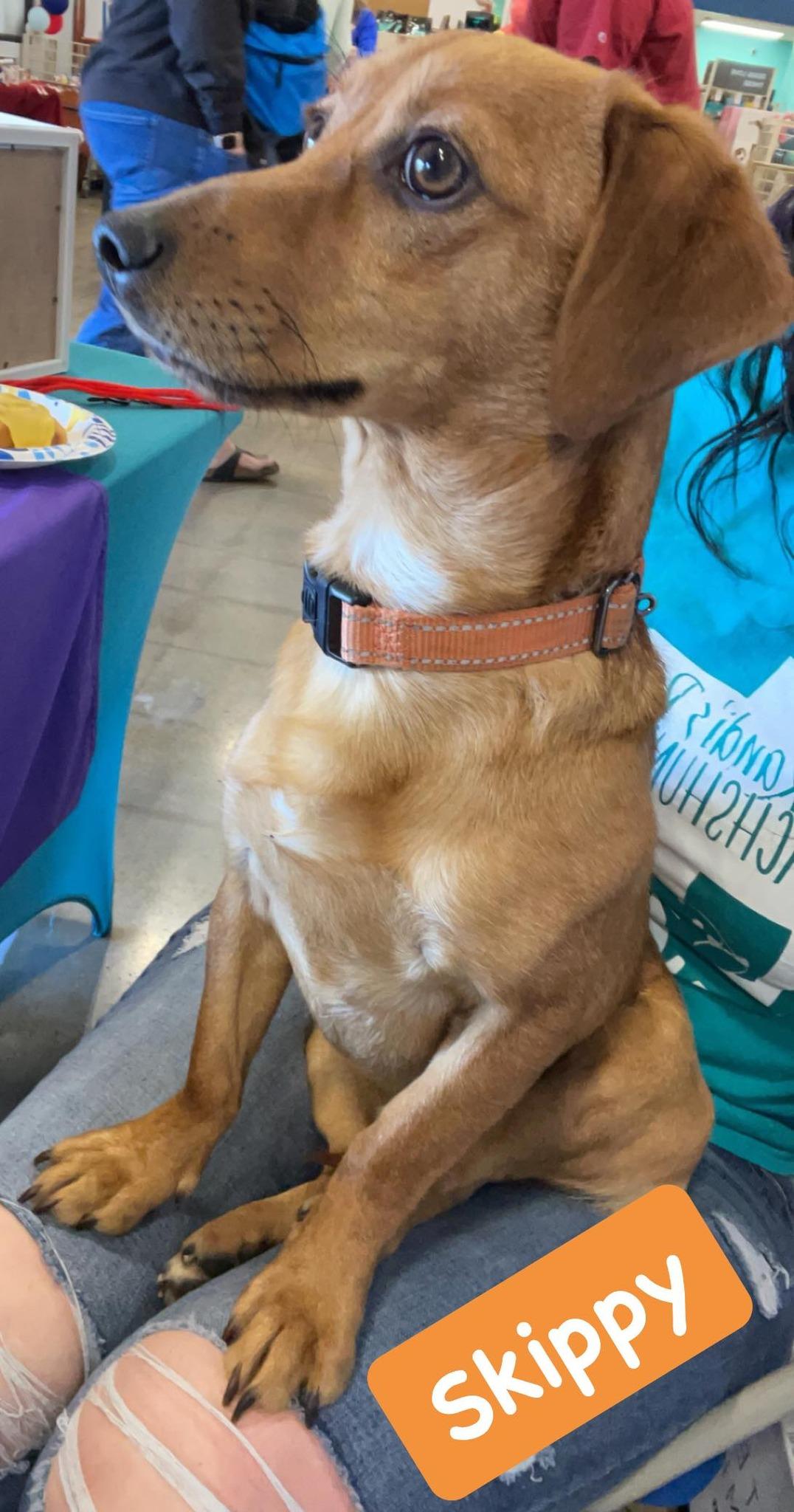 Skippy, a Adoptable Mixed Breed image 5/6