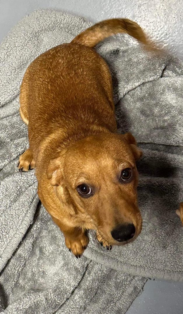 Skippy, an adoptable Mixed Breed in Leavenworth, KS, 66048 | Photo Image 3