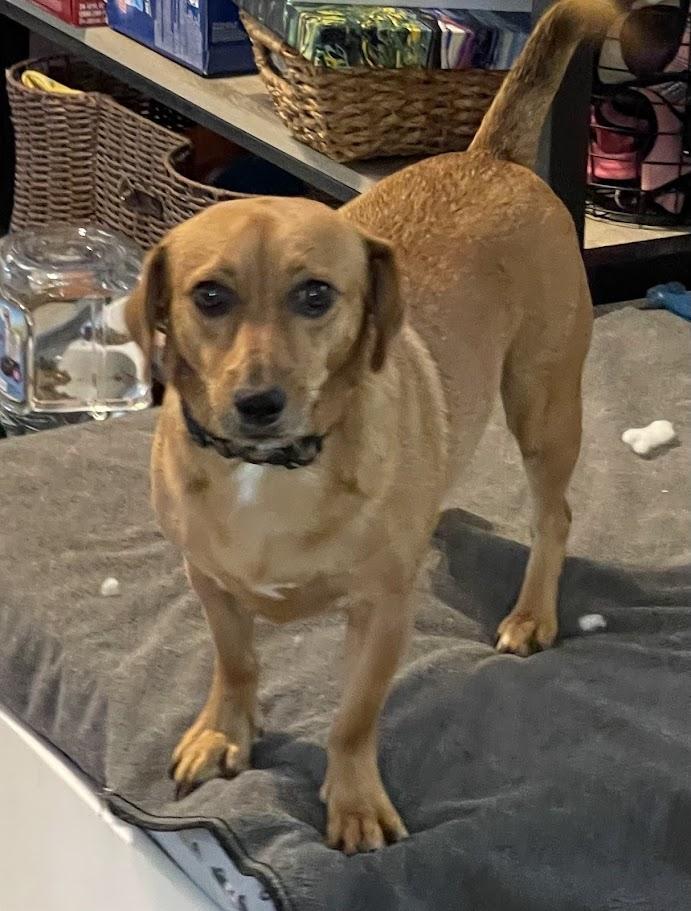 Skippy, a Adoptable Mixed Breed image 4/6