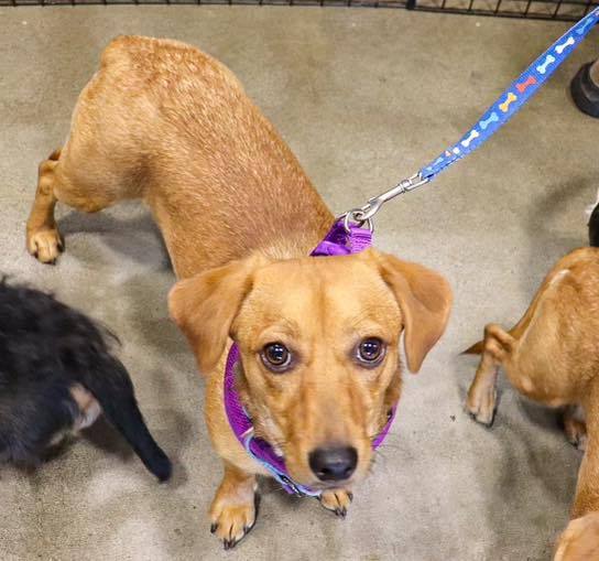 Skippy, a Adoptable Mixed Breed image 2/6