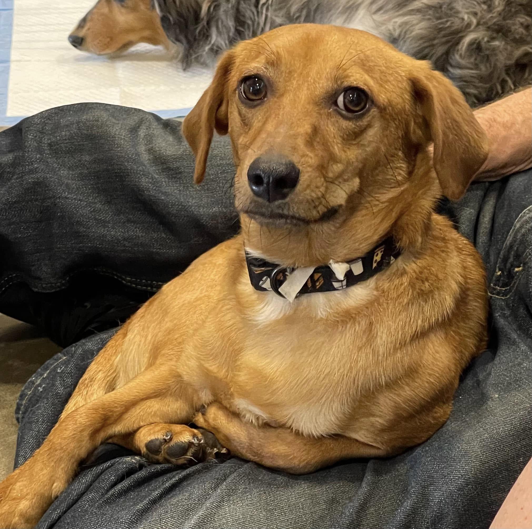 Skippy, a Adoptable Mixed Breed image 6/6