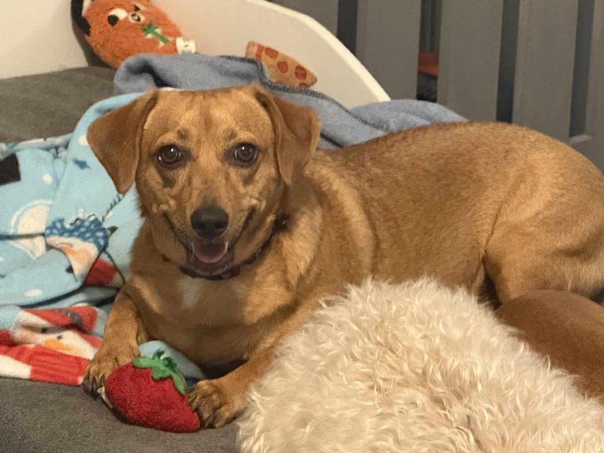 Skippy, a Adoptable Mixed Breed image 3/6