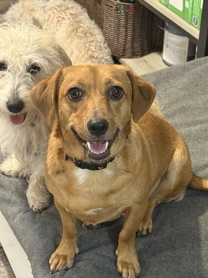 Skippy, Adoptable, Young Male Mixed Breed.