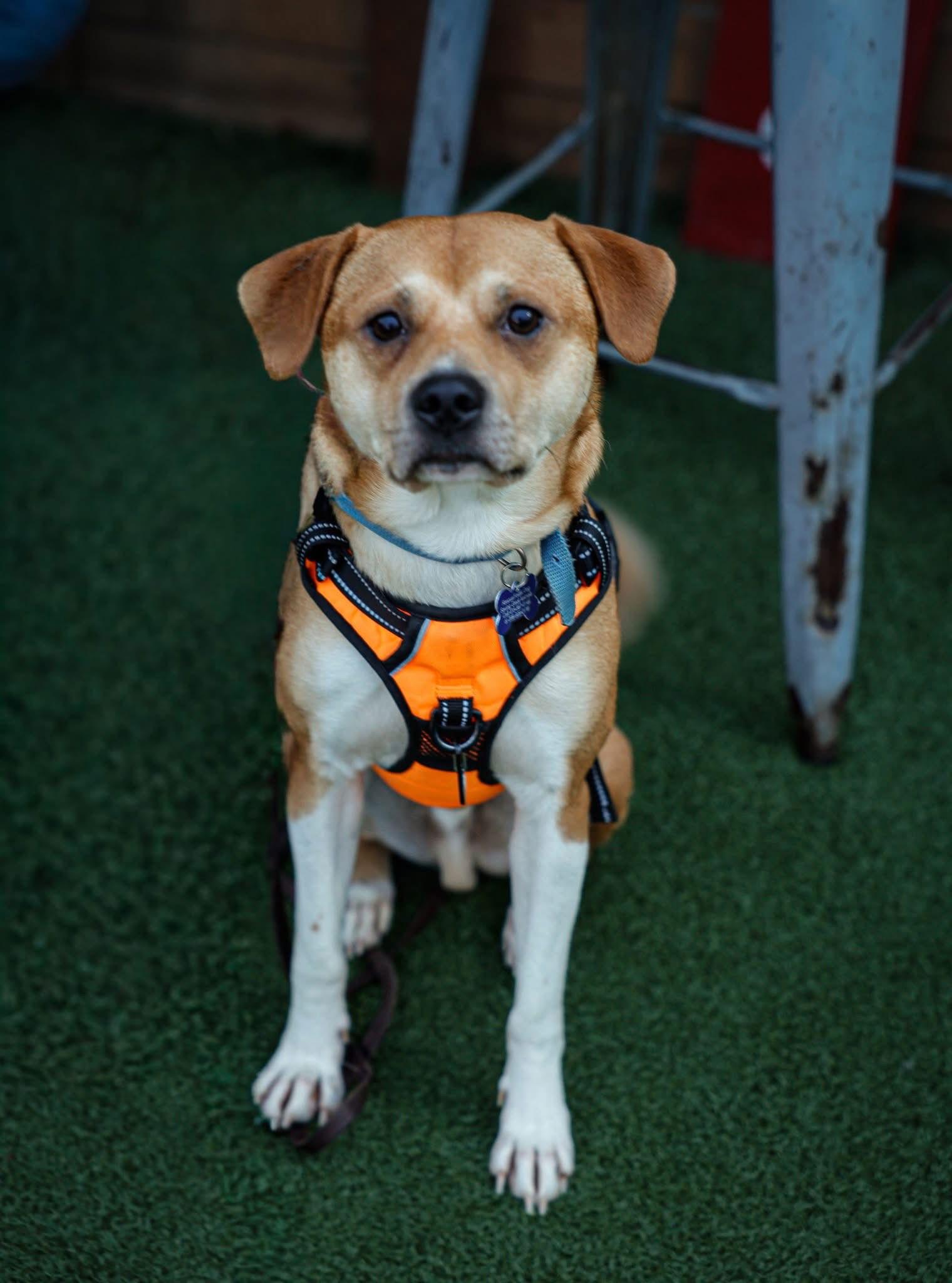 Logan, Adoptable, Adult Male Mixed Breed.