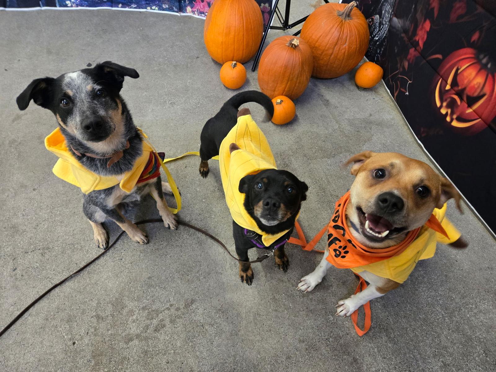 Logan, a Adoptable Mixed Breed in Seattle, WA image 2/3