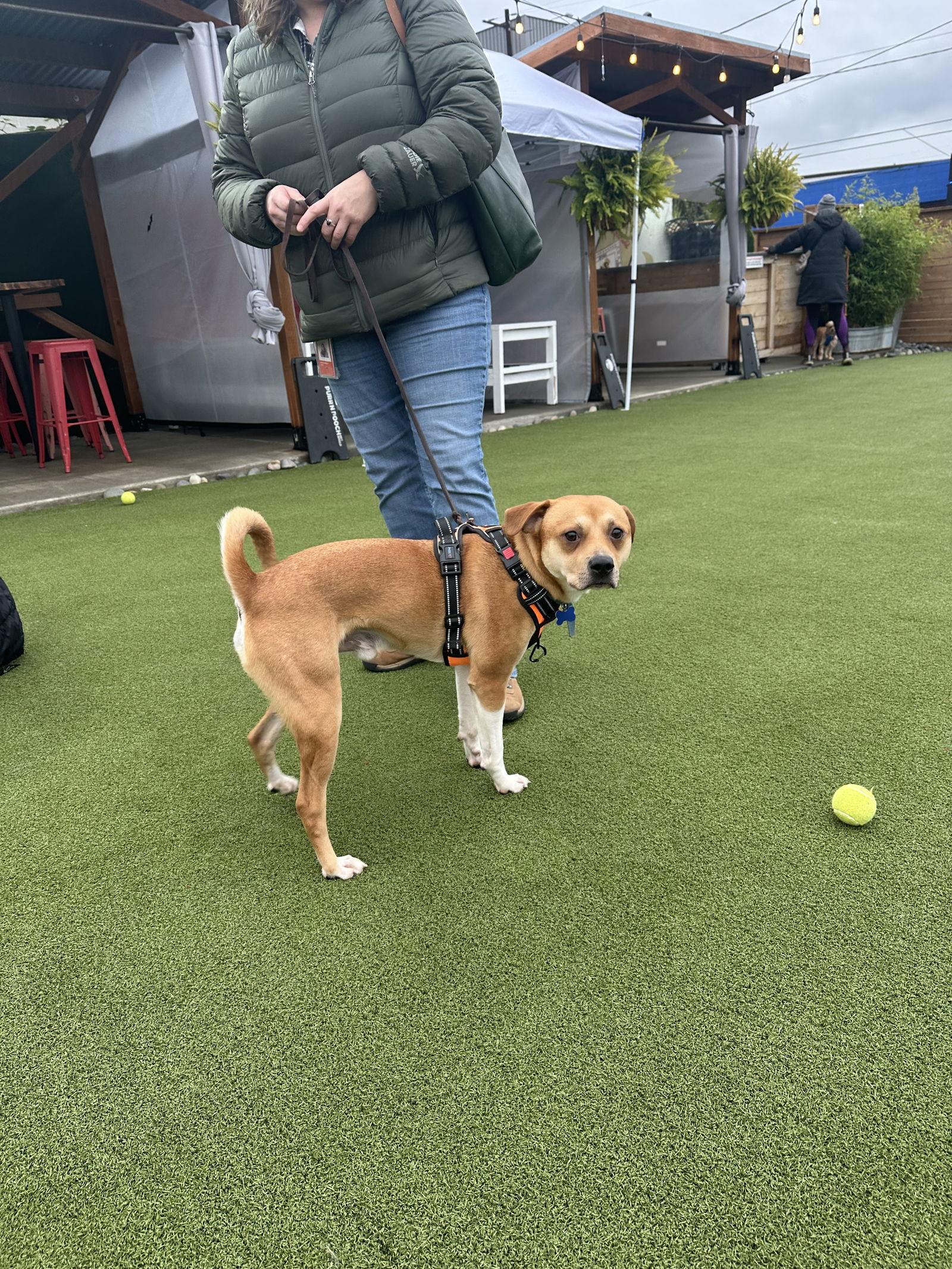 Logan, a Adoptable Mixed Breed in Seattle, WA image 3/3