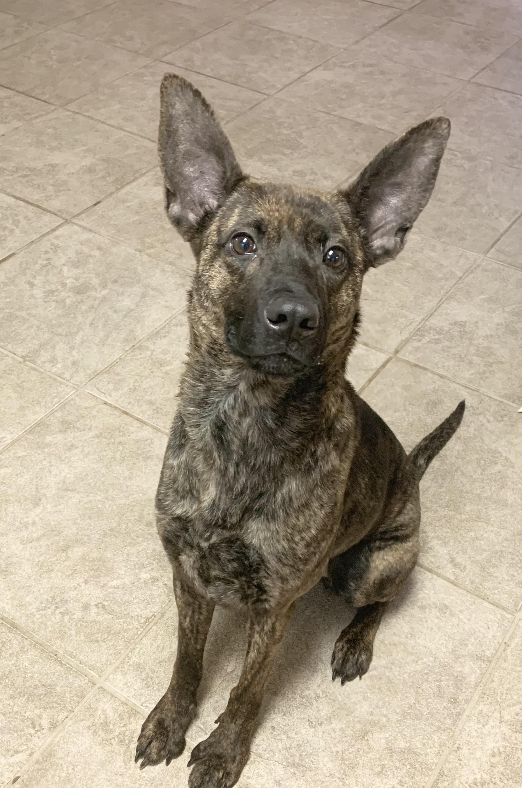 Enlarge Jade. *PARTIAL SPONSOR, a ADOPTABLE mixed breed in Massena, NY image 1/1