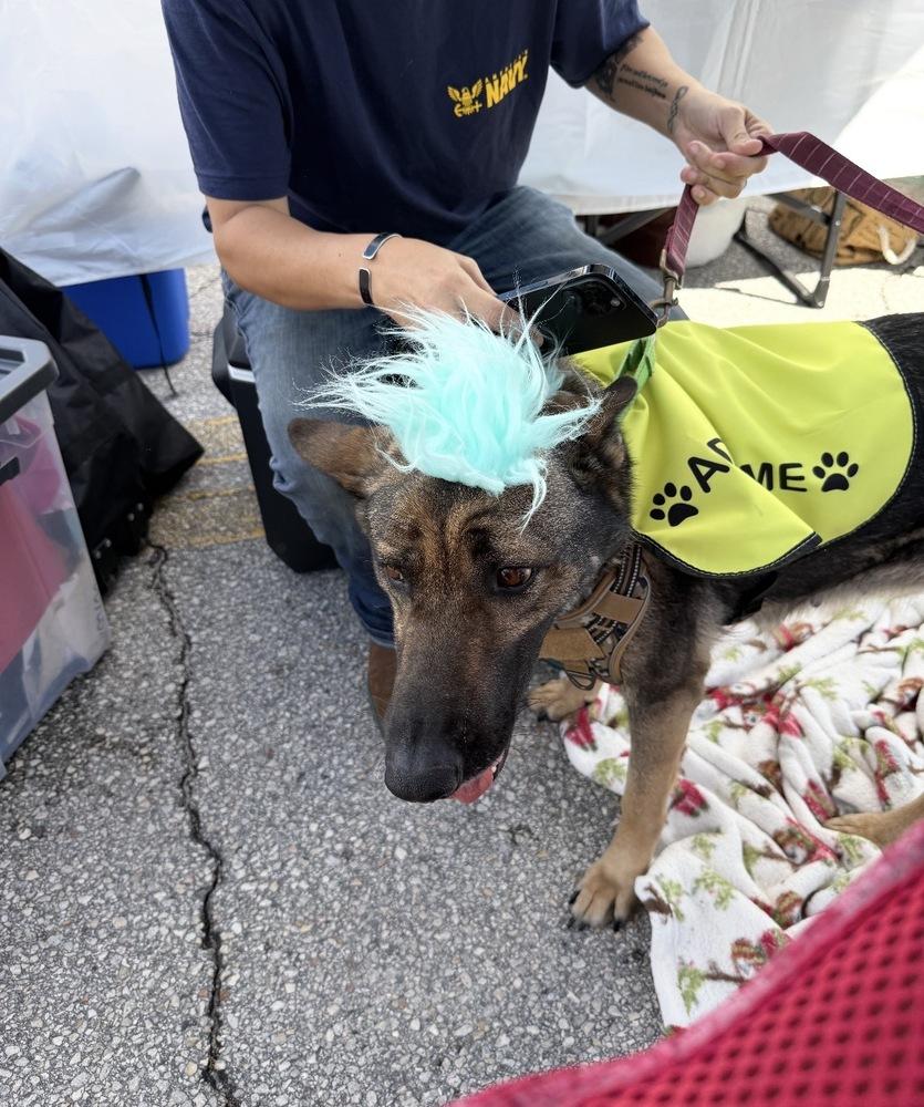 Daisy, Adopted, Adult Female German Shepherd Dog.