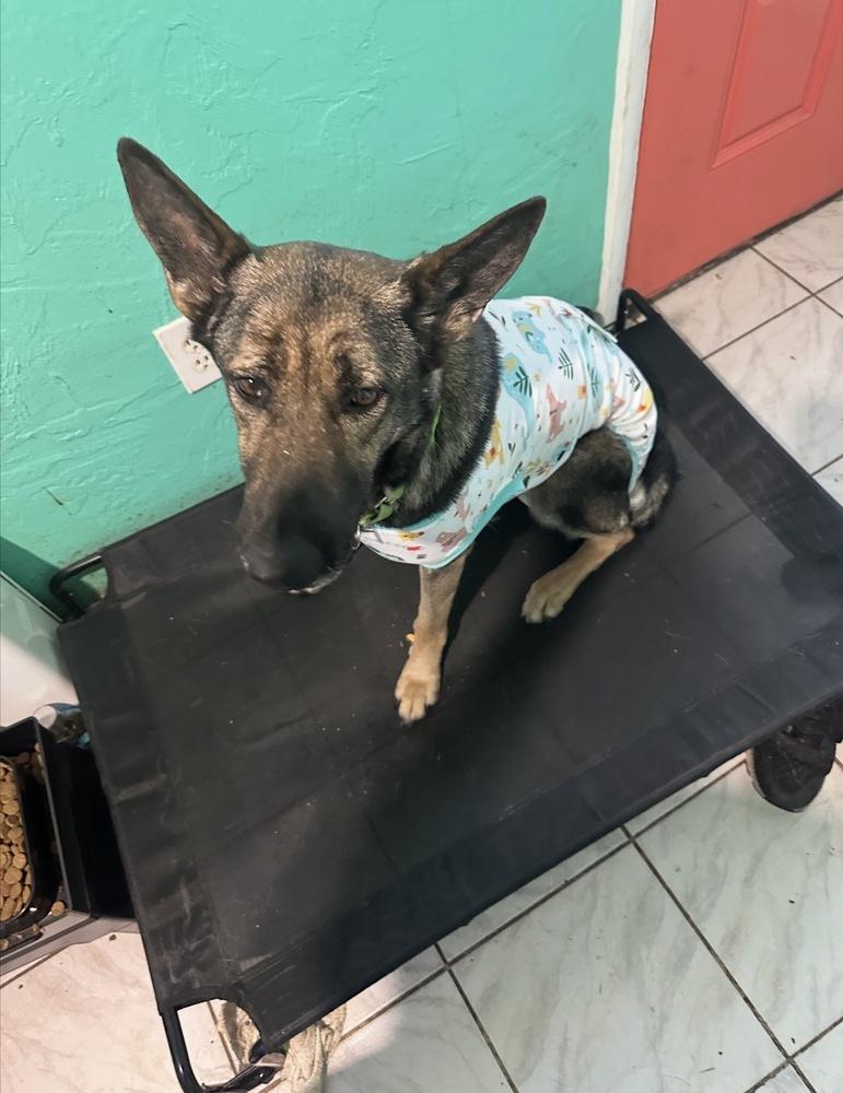 Enlarge Daisy, a Adopted mixed breed in St. Petersburg, FL image 2/5