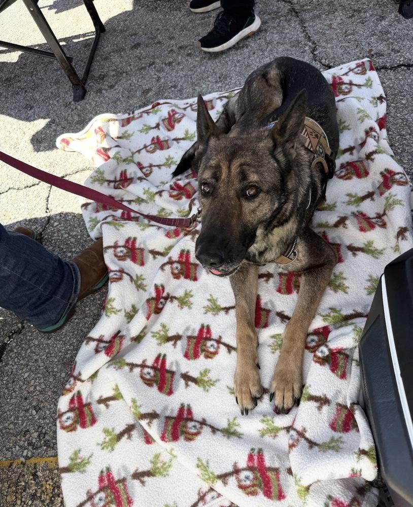 Enlarge Daisy, a Adopted mixed breed in St. Petersburg, FL image 3/5