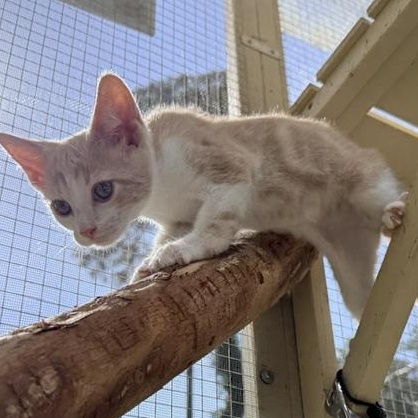 Enlarge Finn, a Adoptable Domestic Short Hair in Beaufort, SC image 4/5