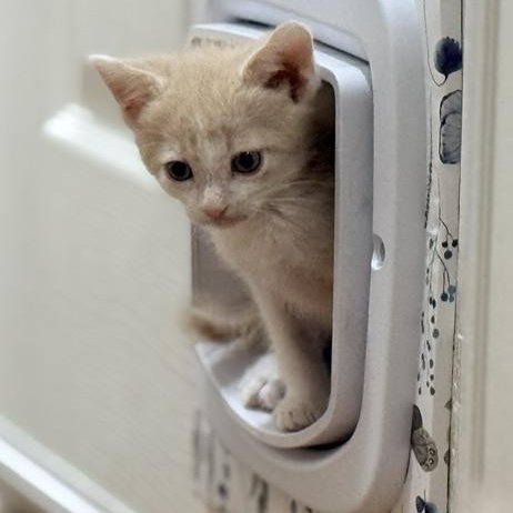 Enlarge Finn, a Adoptable Domestic Short Hair in Beaufort, SC image 3/5