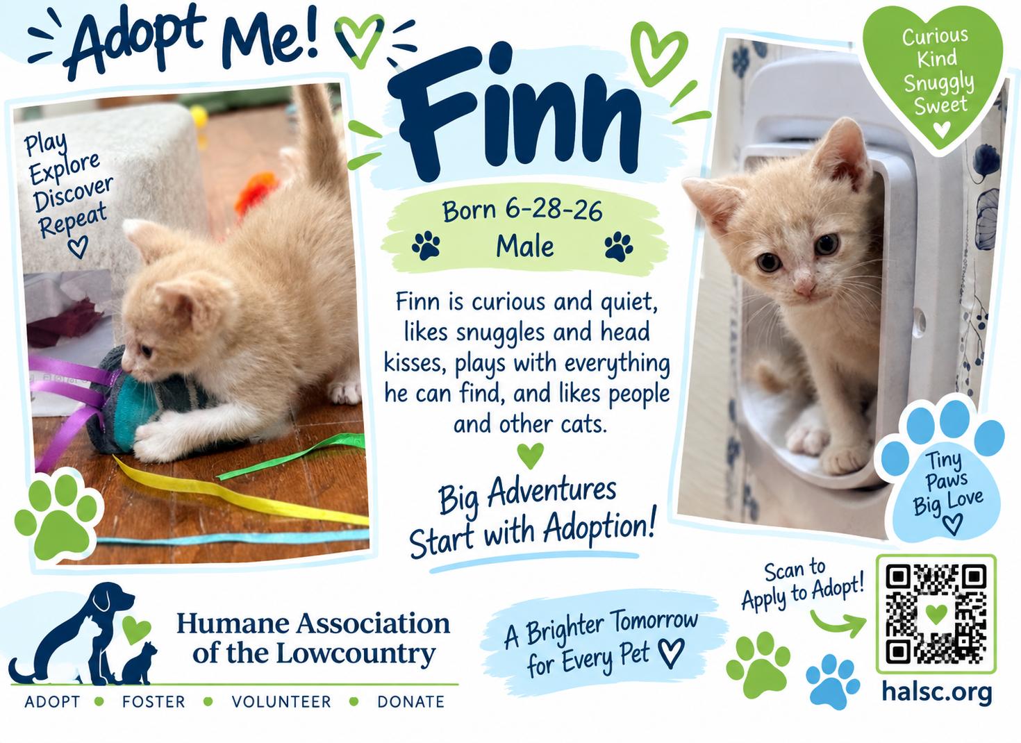 Enlarge Finn, a Adoptable Domestic Short Hair in Beaufort, SC image 2/5
